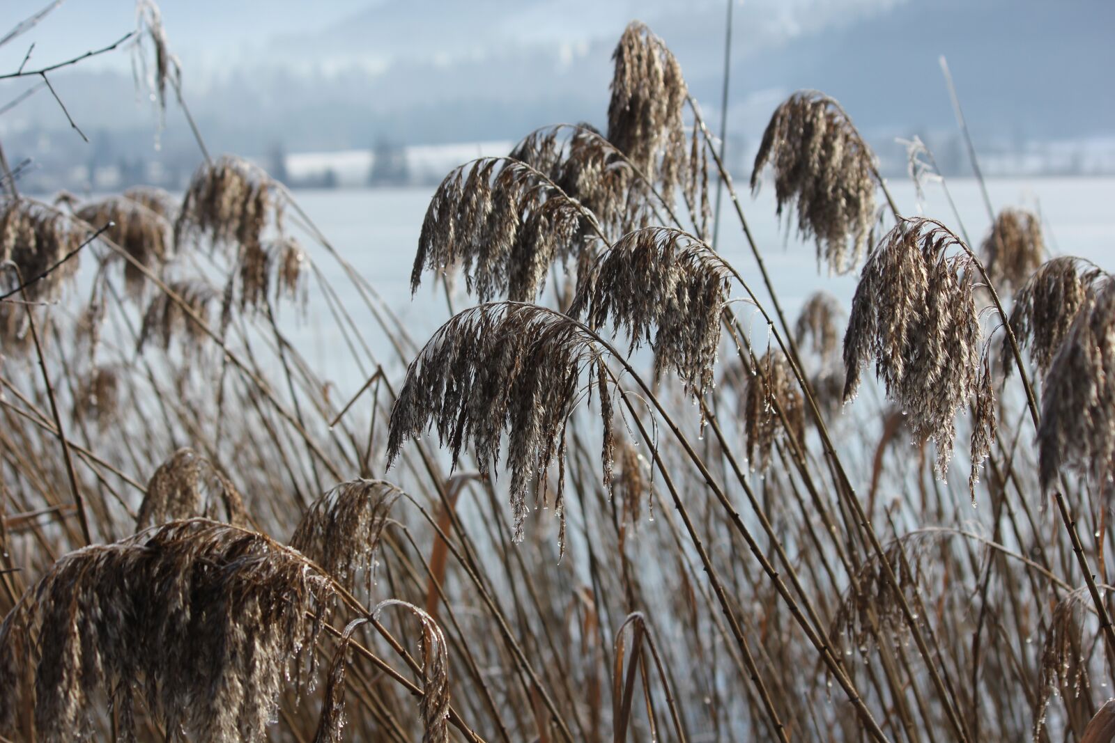 Canon EOS 550D (EOS Rebel T2i / EOS Kiss X4) sample photo. Walchsee, vacations, austria photography