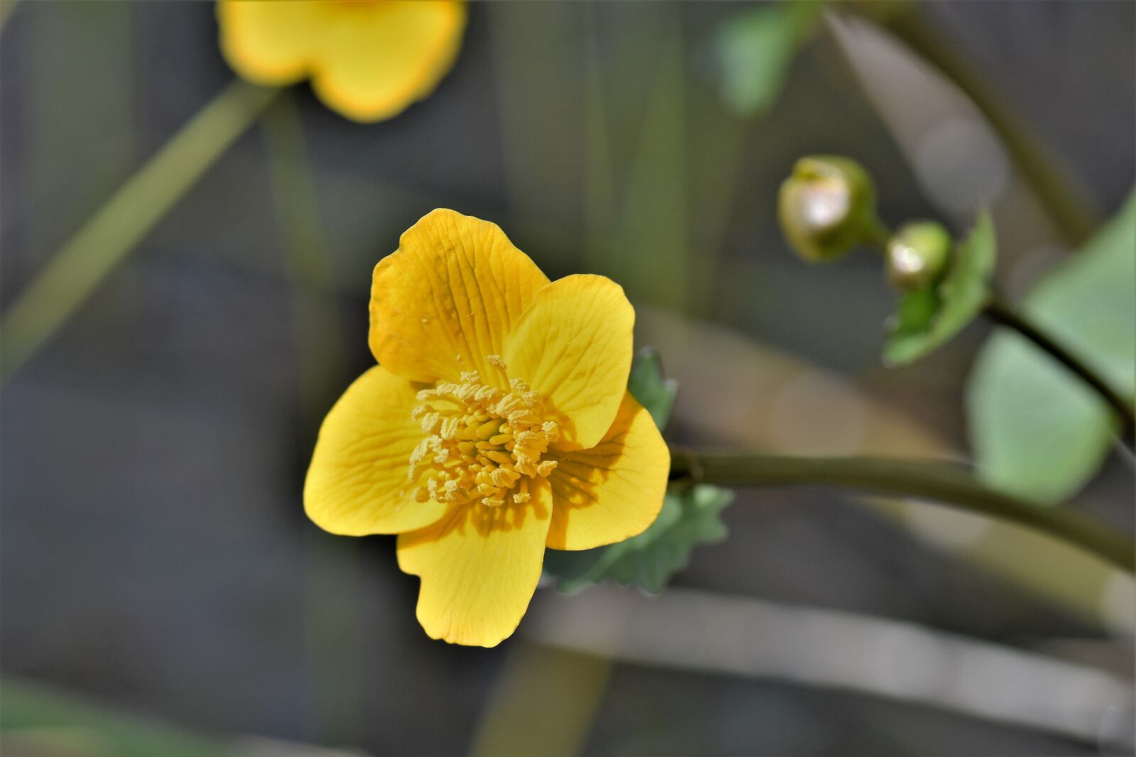 Nikon D5500 sample photo. Flower, blossom, bloom photography