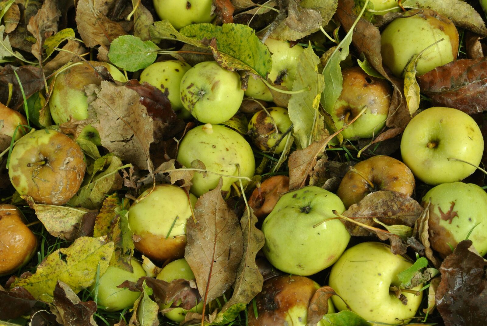 Nikon 1 V1 sample photo. Autumn, apple, fruit photography