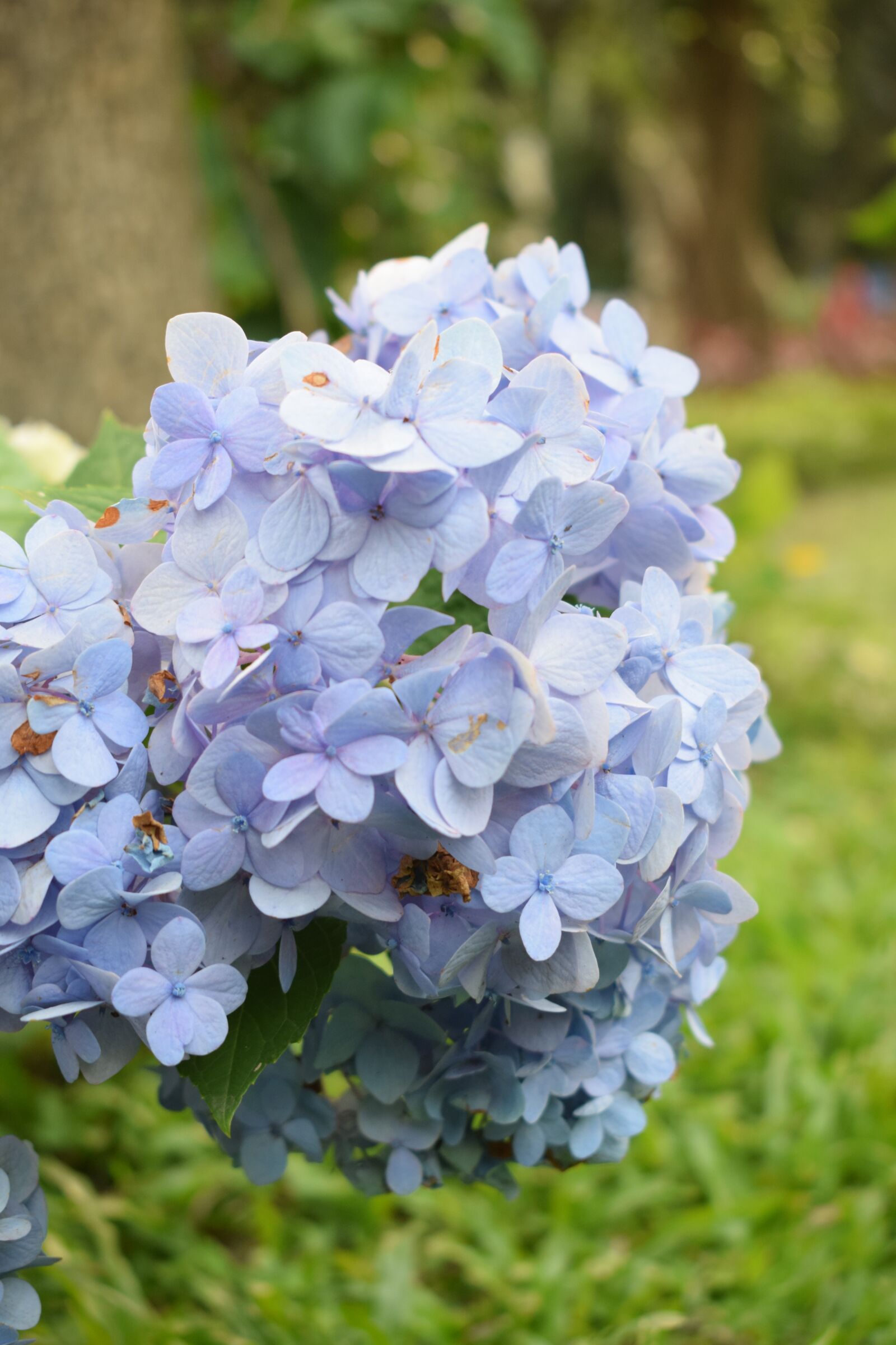 Nikon D5300 sample photo. Flower, nature, flora photography