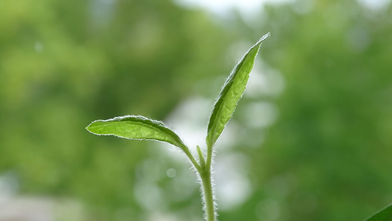 Sony Cyber-shot DSC-HX400V sample photo. Seedling, plant, sunflower photography