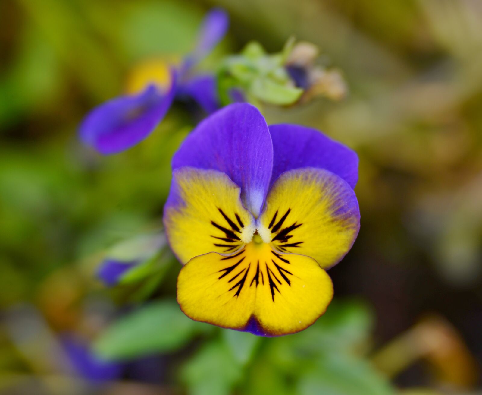 Nikon D600 sample photo. Violet, flower, yellow photography