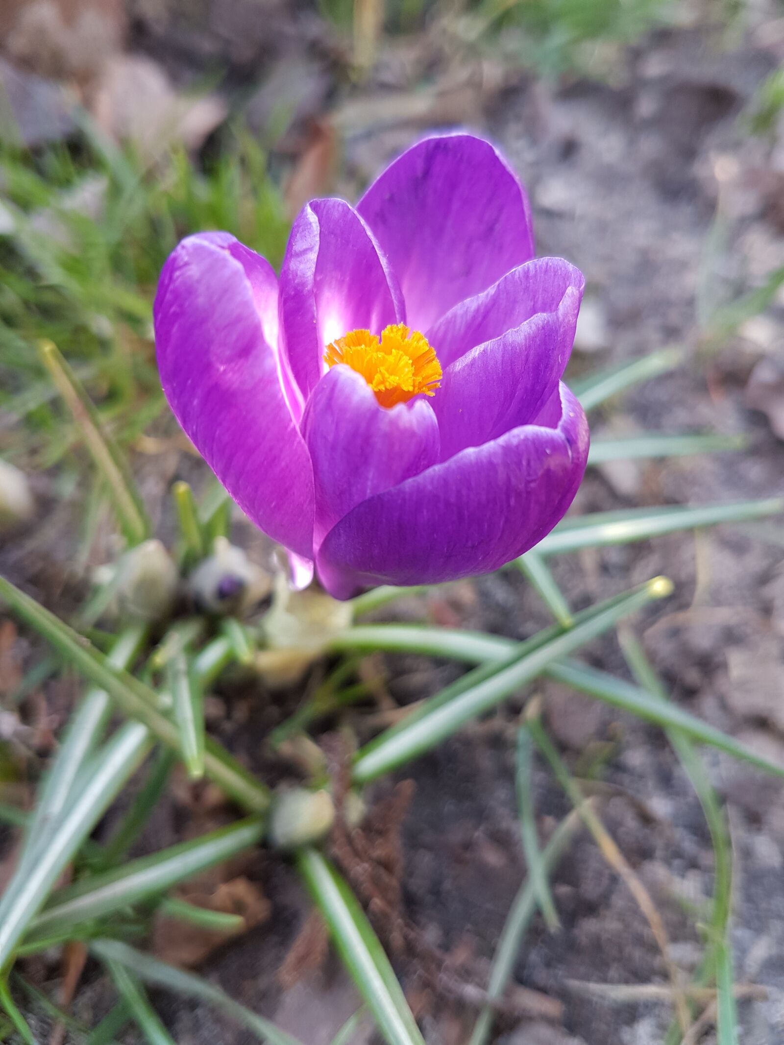 Samsung Galaxy S7 sample photo. Flowers, spring, crocus photography