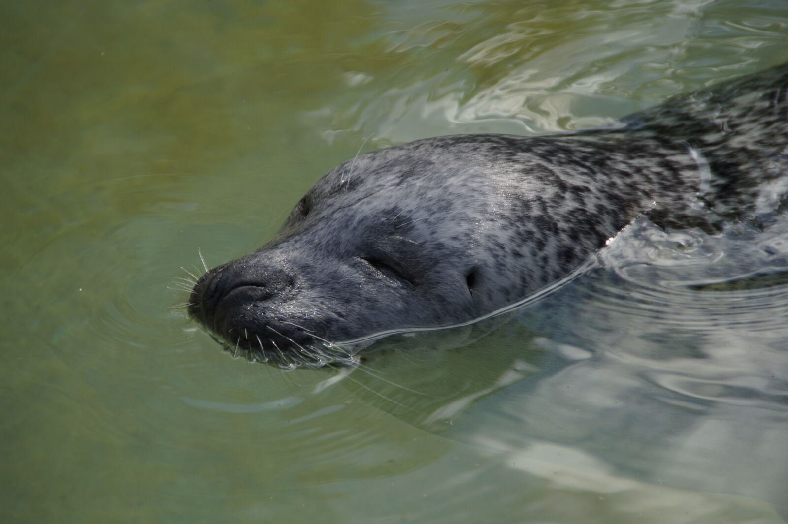 Sony SLT-A58 sample photo. Robbe, seal, swim photography