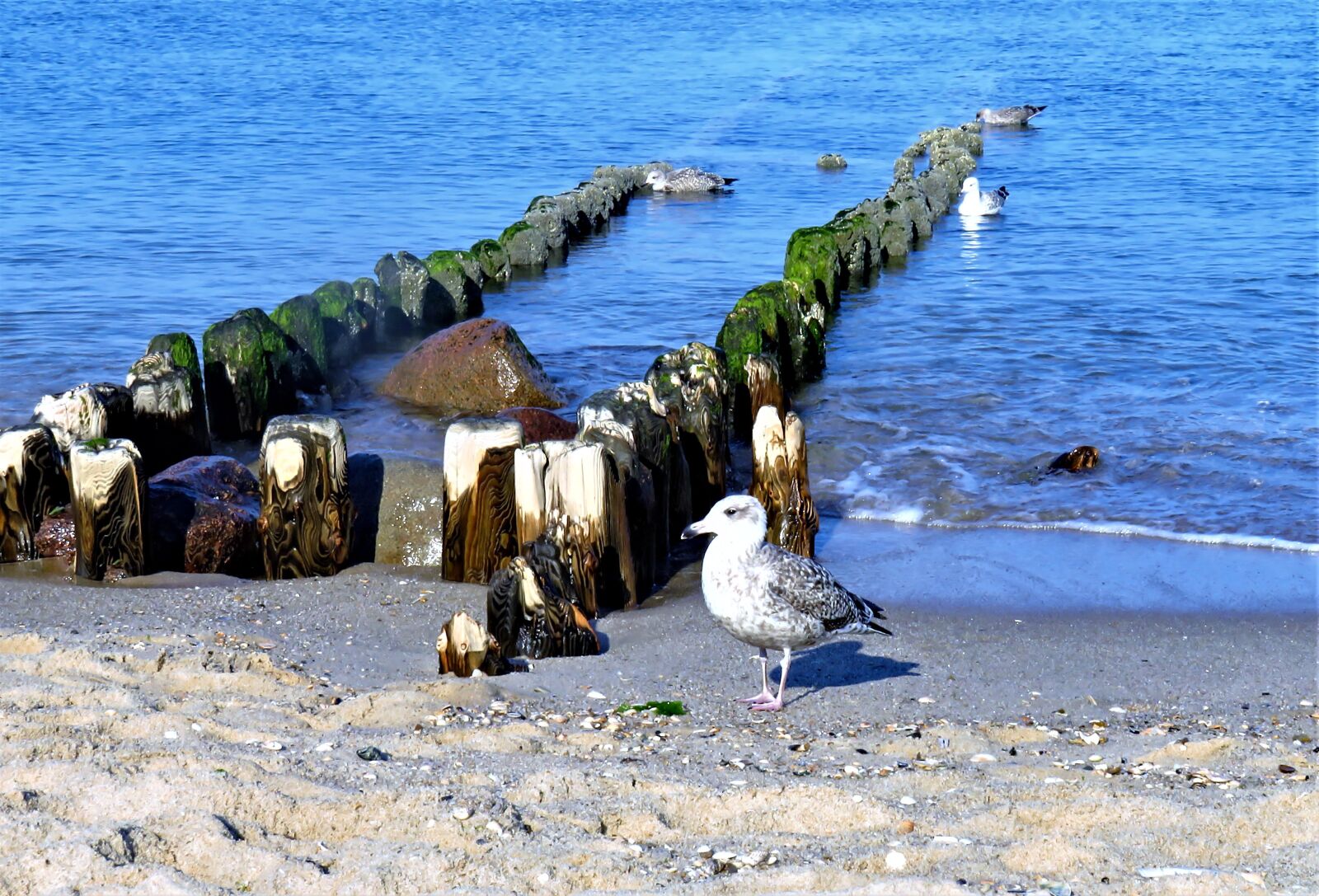 Canon PowerShot SX710 HS sample photo. Sea, north sea, gulls photography