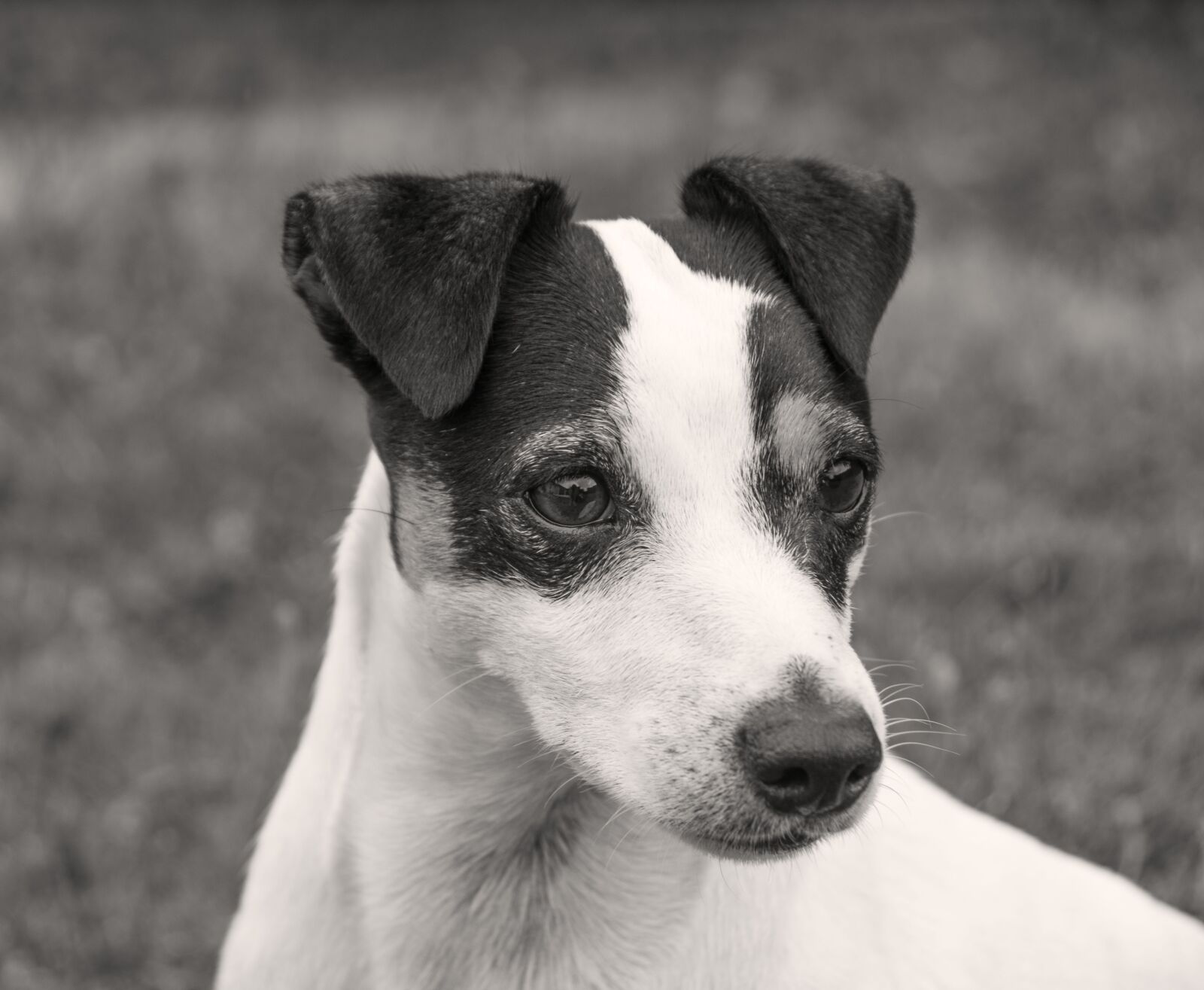 Nikon D5600 sample photo. Jack russel, dog, terrier photography