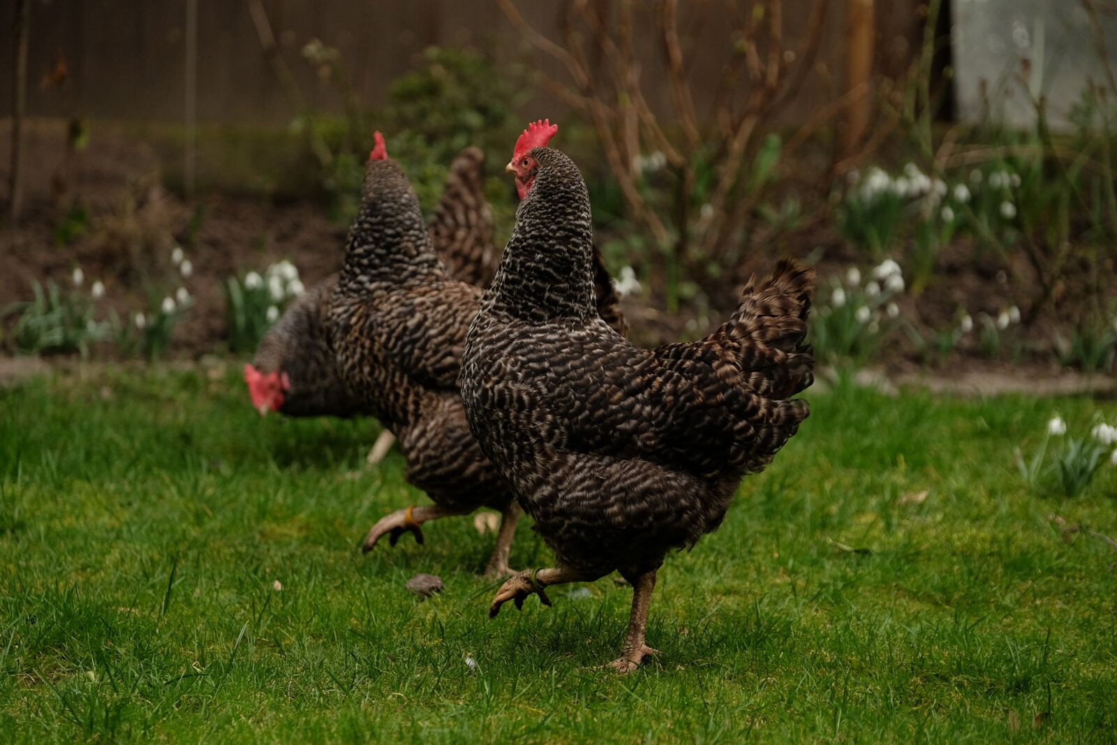 Fujifilm XF 50-140mm F2.8 R LM OIS WR sample photo. Three chickens, chicken, out photography