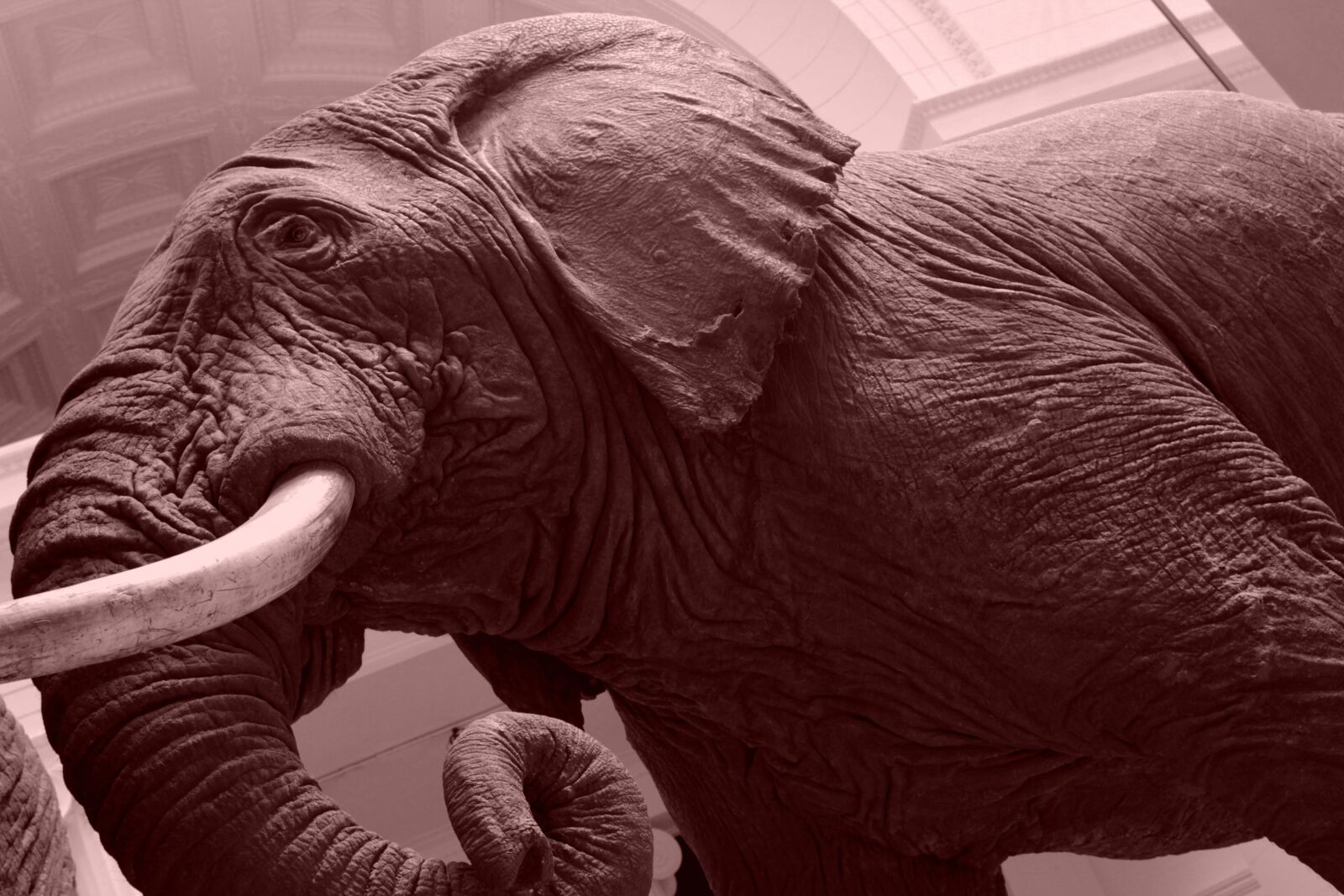 Canon EOS 600D (Rebel EOS T3i / EOS Kiss X5) sample photo. Elephant, museum, animal photography