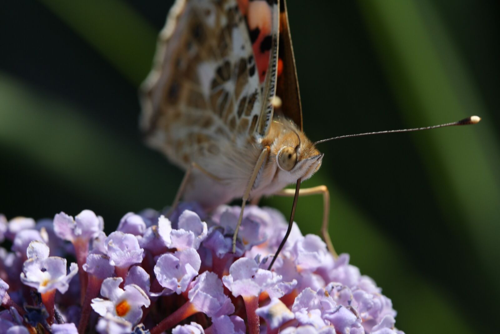 Canon EOS 1000D (EOS Digital Rebel XS / EOS Kiss F) sample photo. Butterfly, macro, insect photography