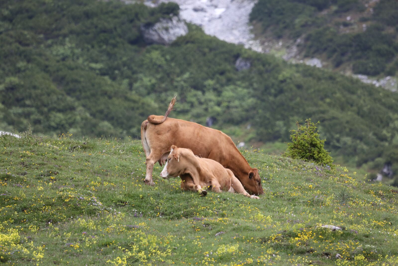 Canon EF 100-400mm F4.5-5.6L IS USM sample photo. Alm, beef, meadow photography