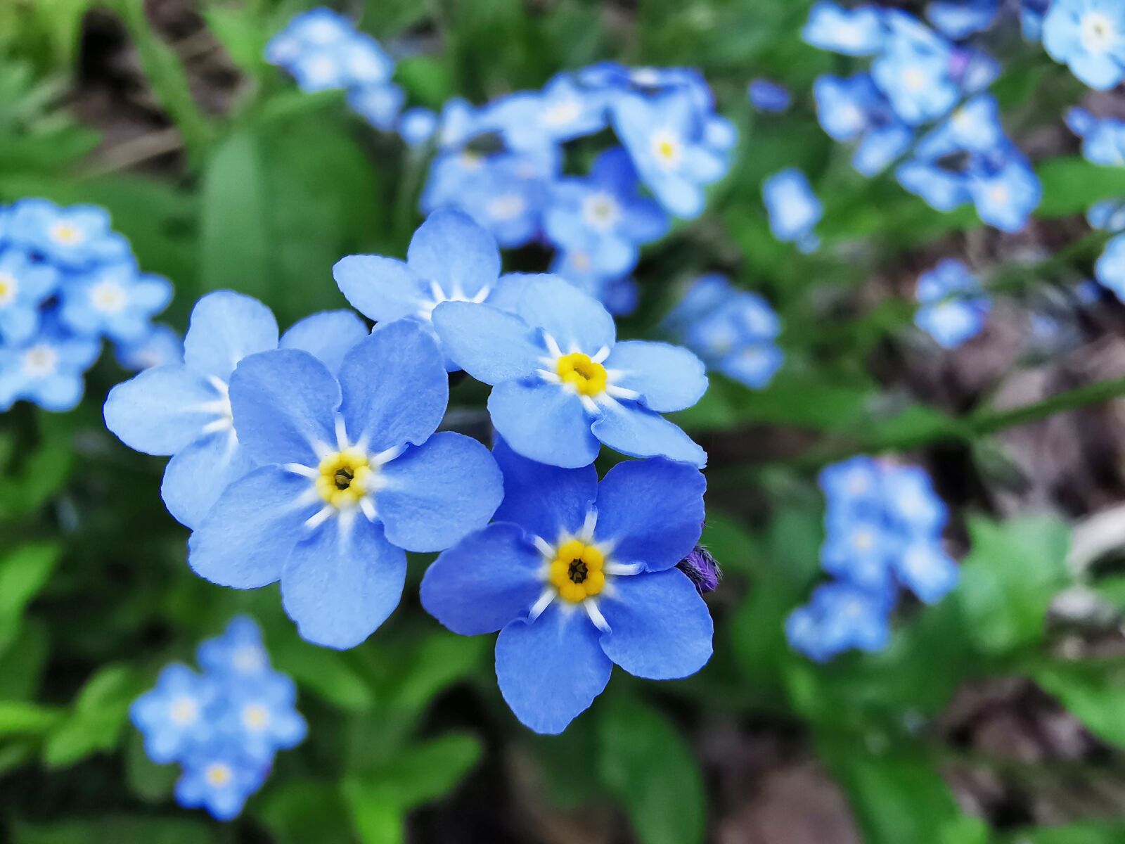 HUAWEI P30 Pro sample photo. Shrub, forget me not photography