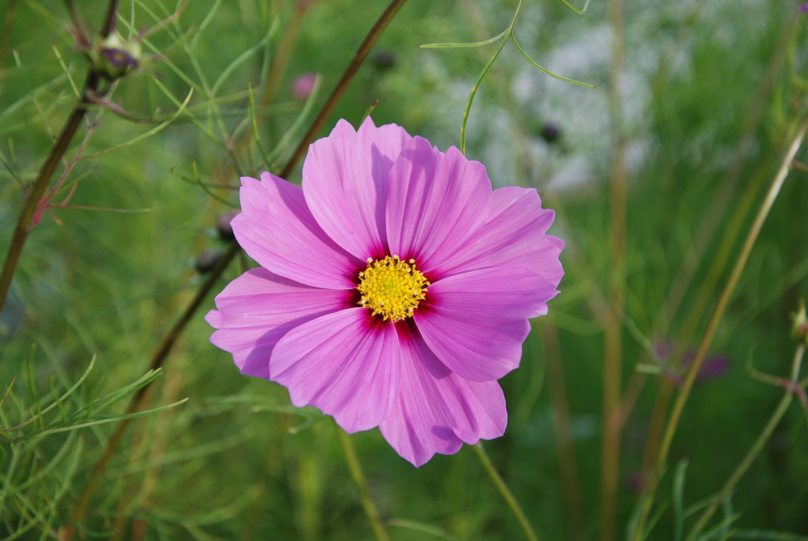 Nikon D80 sample photo. Flower, macro, closeup photography
