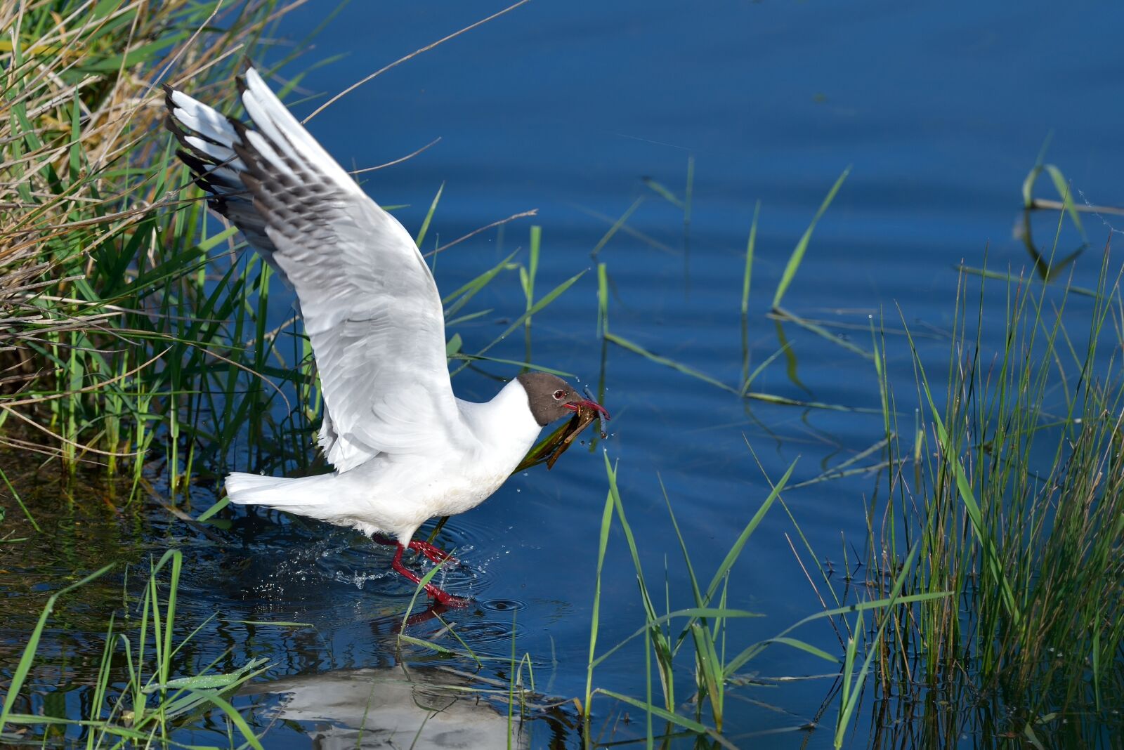 Nikon D750 sample photo. Body of water, nature photography