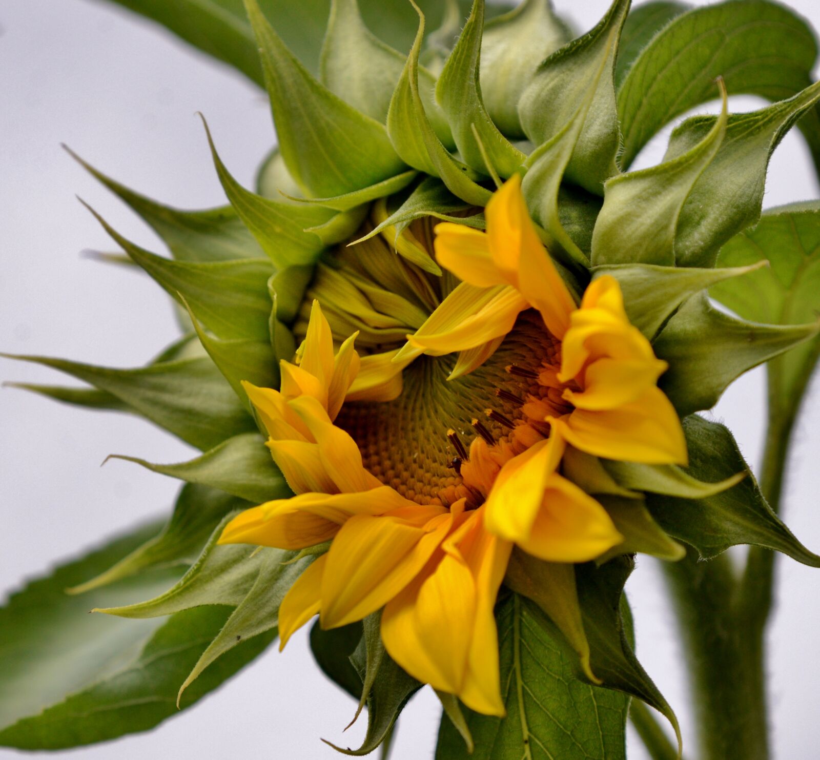 Nikon D600 sample photo. Sunflower, seeds, flower photography
