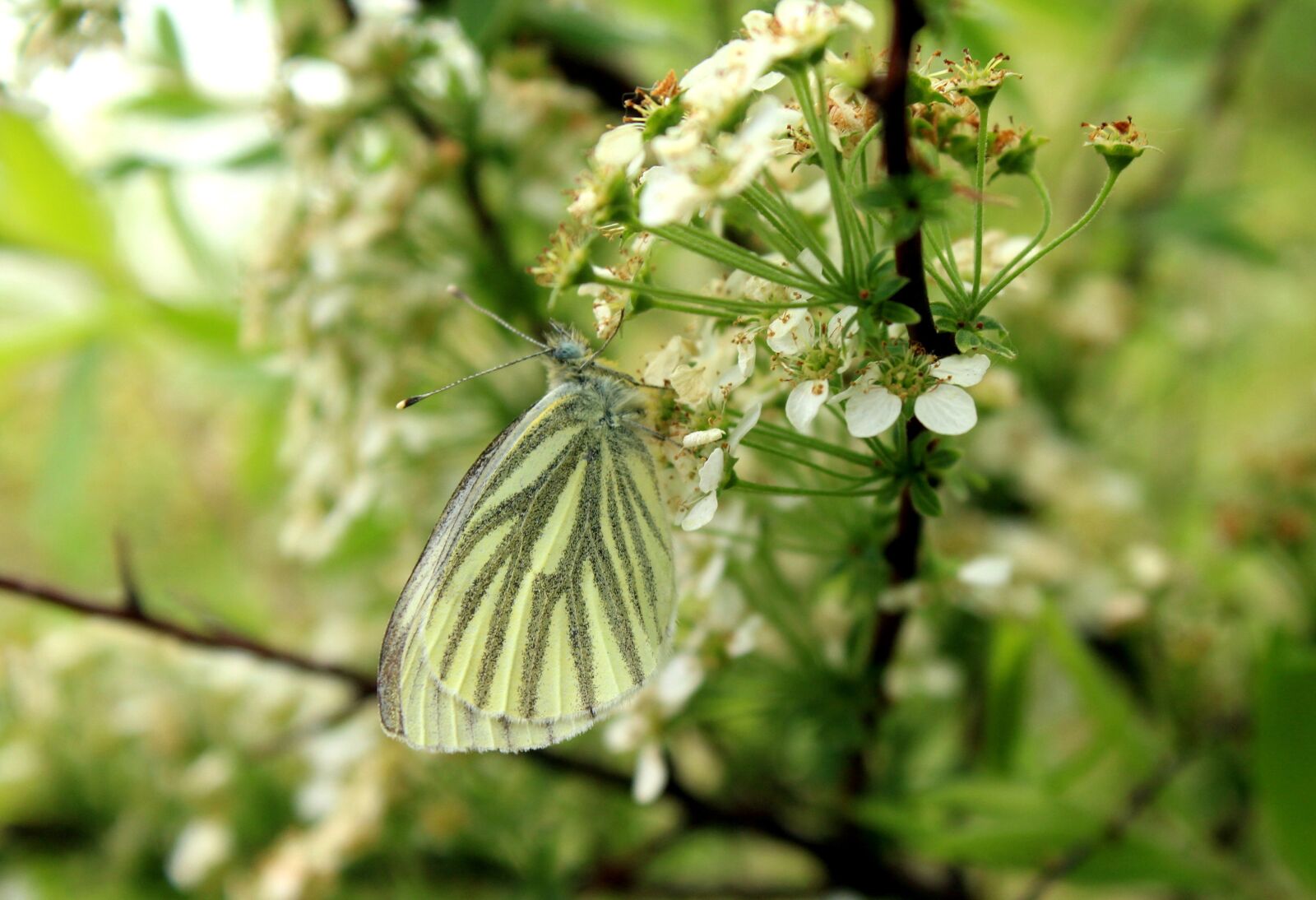 Canon EOS 1200D (EOS Rebel T5 / EOS Kiss X70 / EOS Hi) sample photo. Butterfly, insect, kapustnik photography