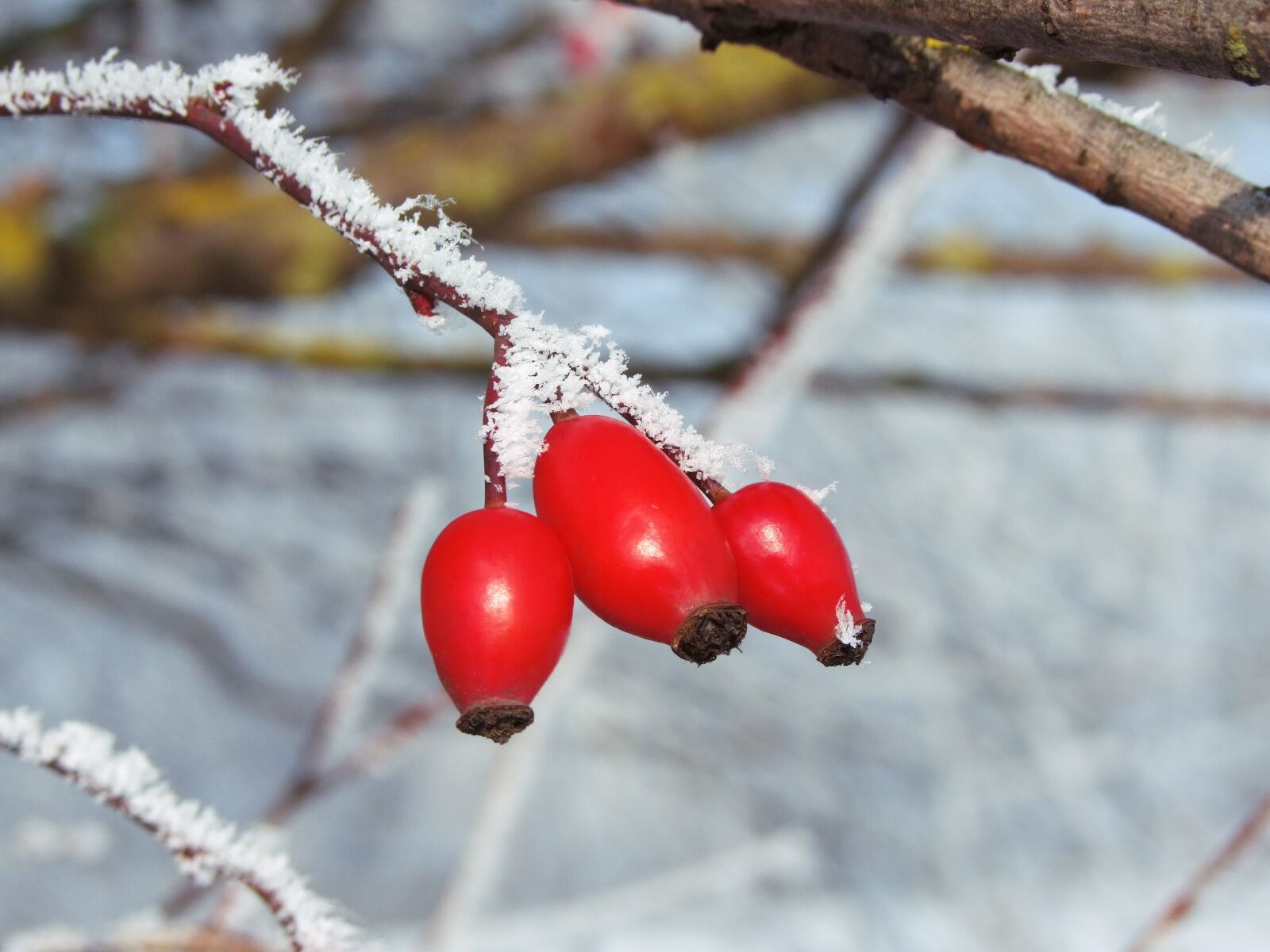 Fujifilm FinePix S100fs sample photo. Rosehips, shrub, edible photography