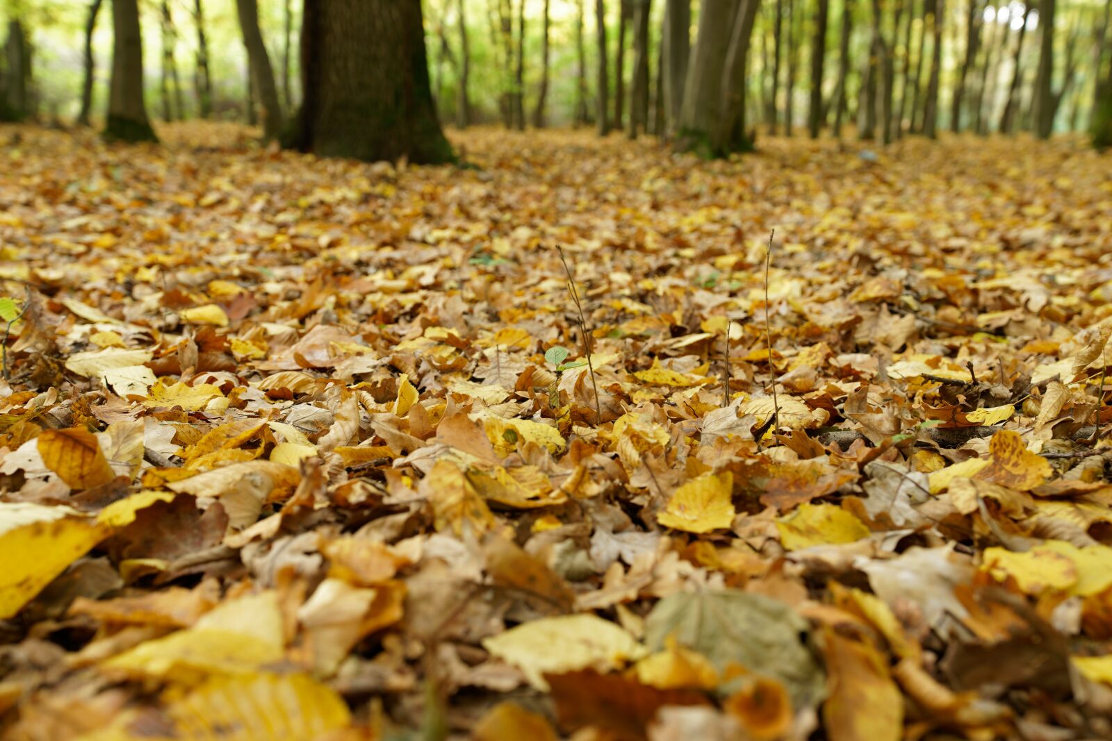 Sony FE 16-35mm F2.8 GM sample photo. Leaves, forest, nature photography
