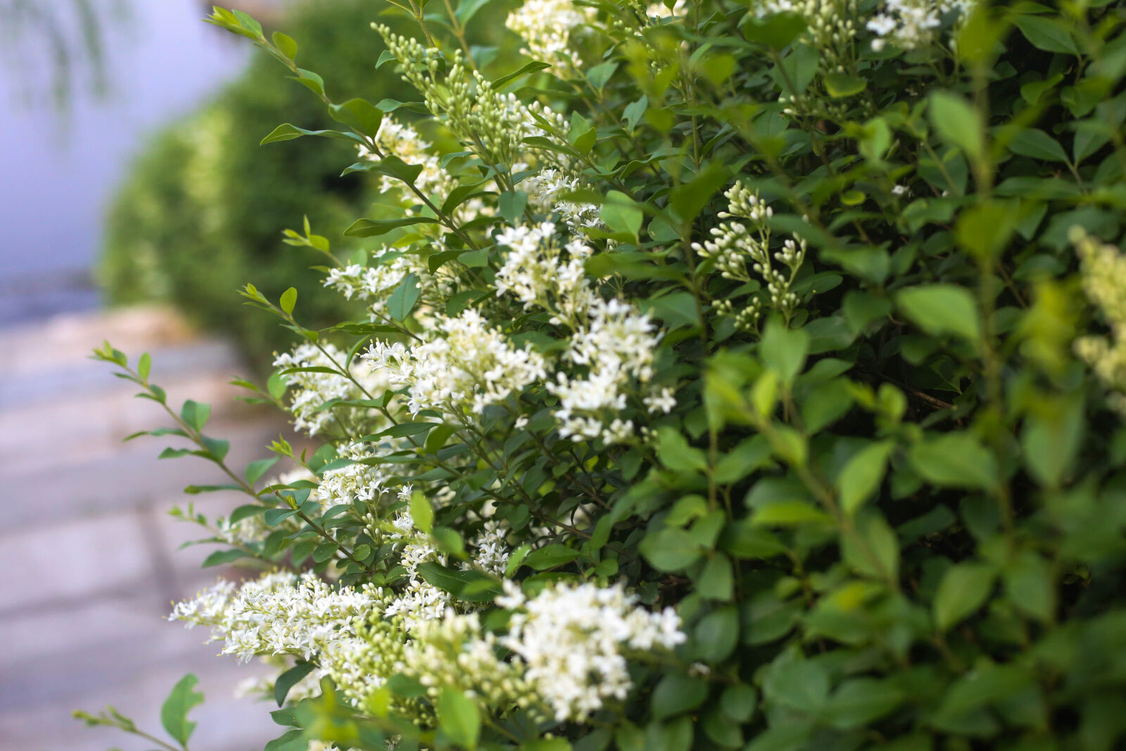 Canon EOS 6D + Canon EF 50mm F1.8 STM sample photo. Flowers photography