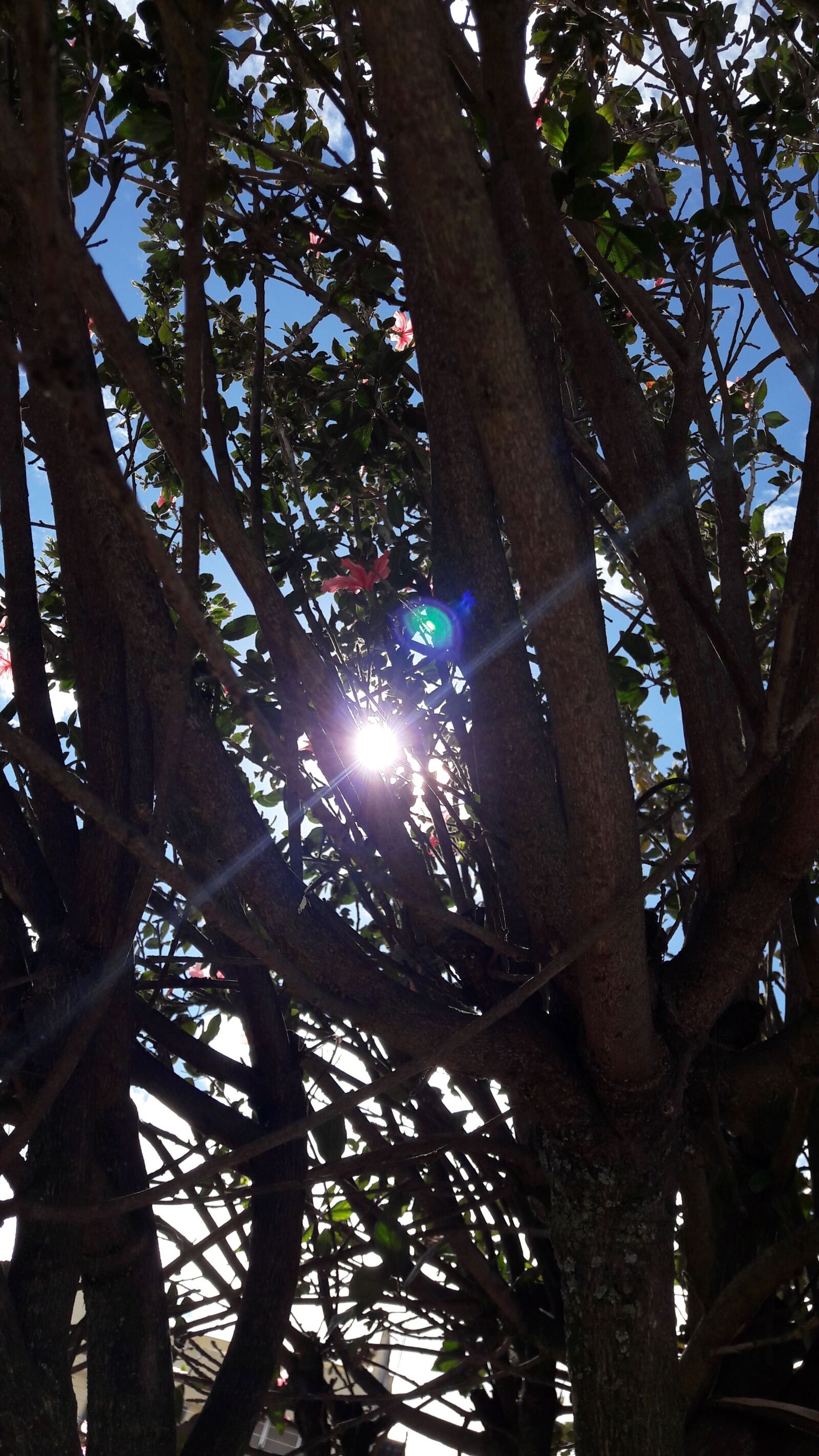 Samsung Galaxy A5(2016) sample photo. Landscape, trees, sun photography