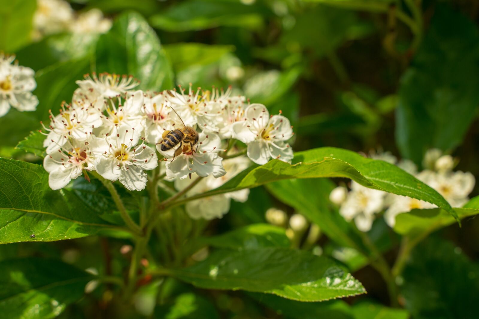 Tamron 28-75mm F2.8 Di III RXD sample photo. Bee, wild bee, blossom photography