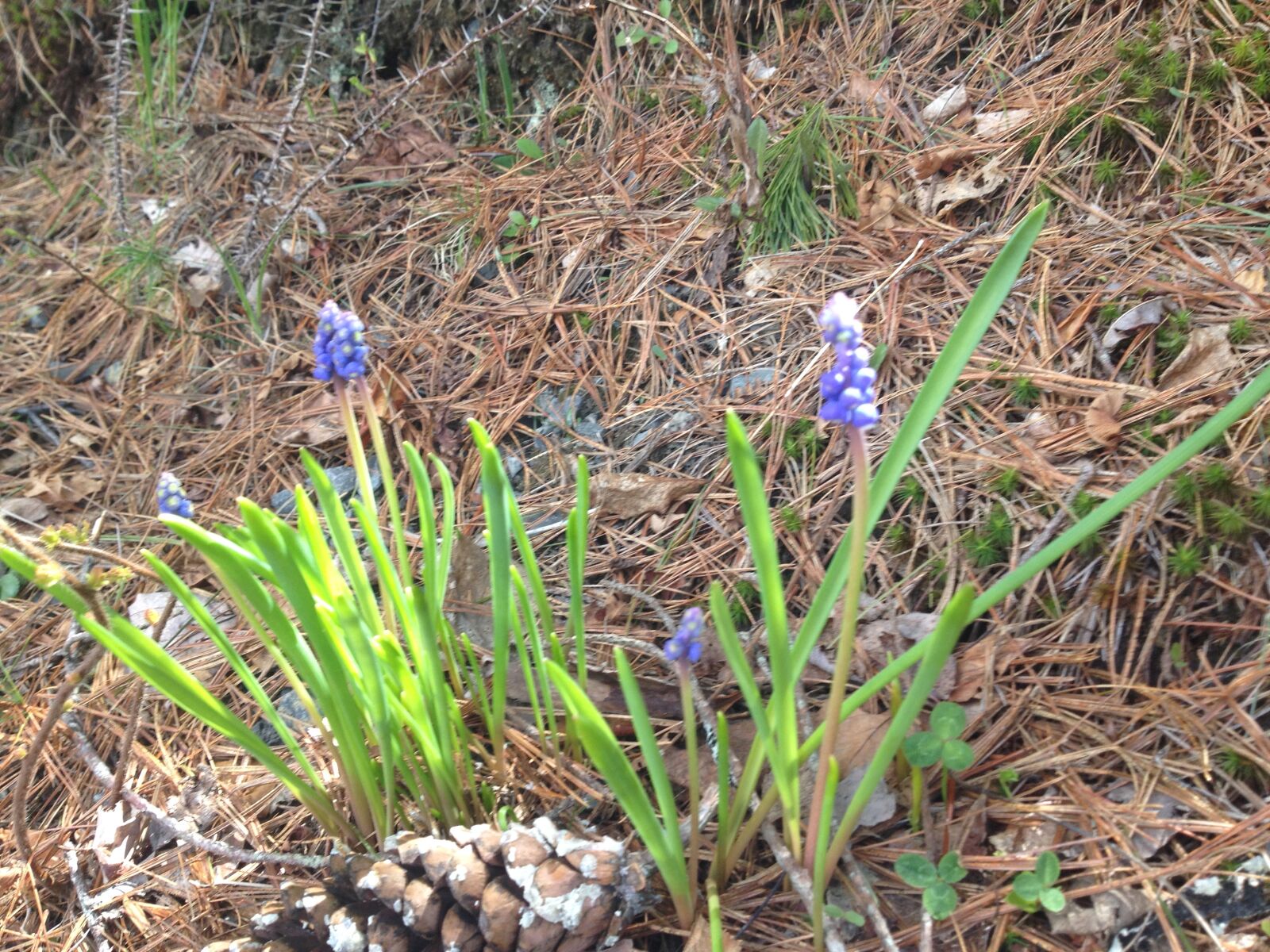 iPhone 4S back camera 4.28mm f/2.4 sample photo. Flowers, purple, spring photography