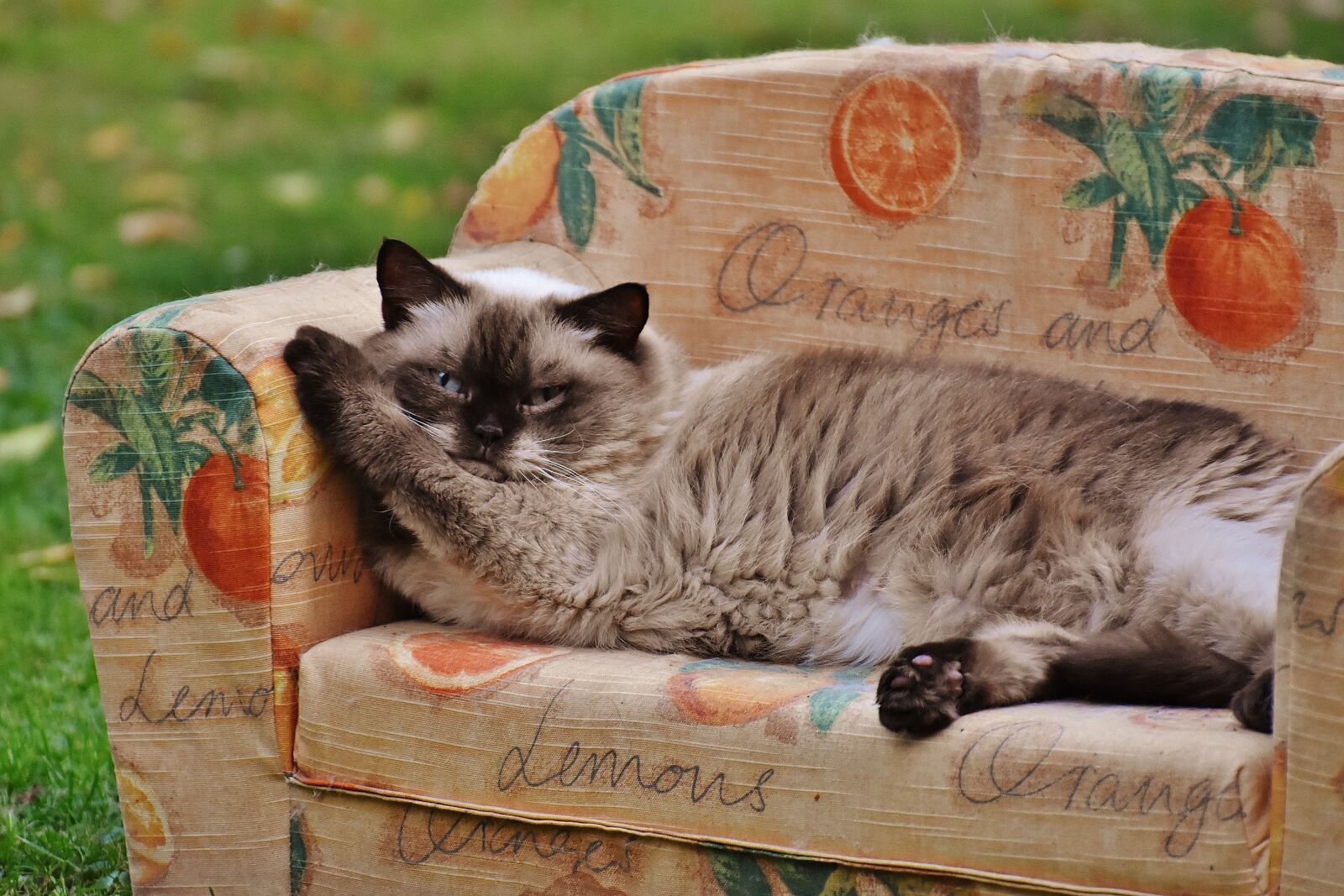 Nikon D7200 sample photo. Sofa, couch, cat photography