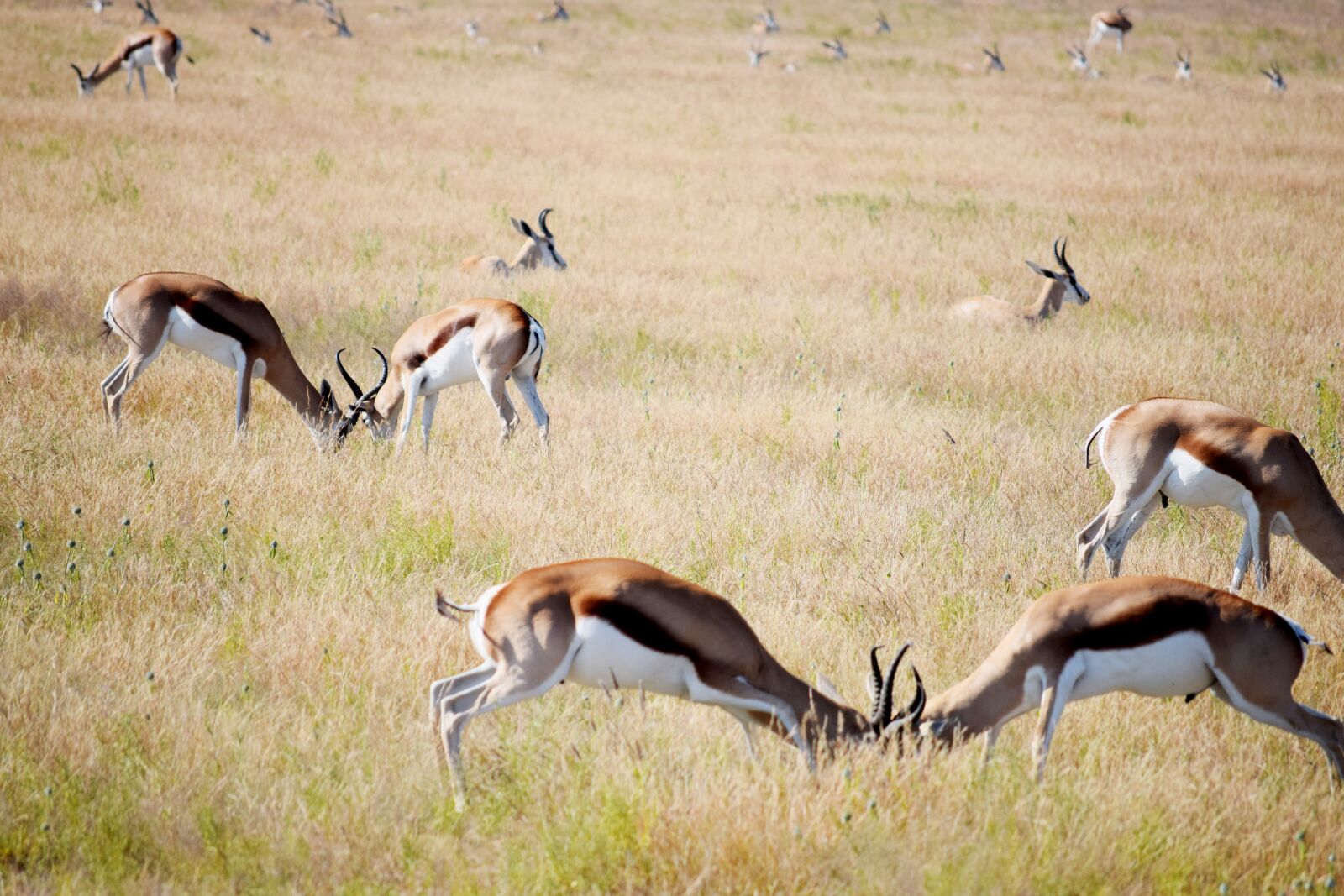 Nikon D5300 sample photo. Fighting, springbok, grass photography