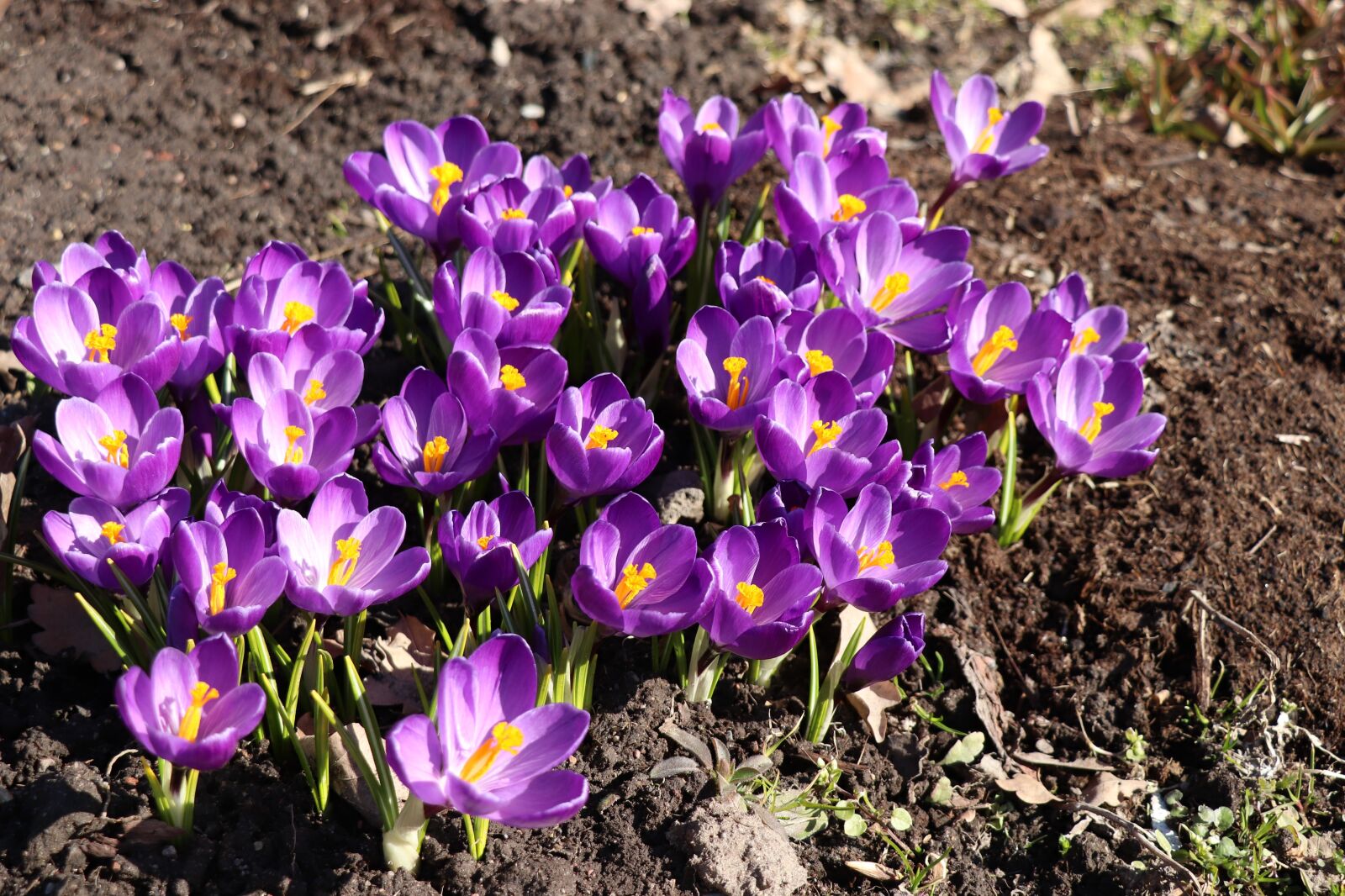 Canon EOS 77D (EOS 9000D / EOS 770D) sample photo. Crocuses, spring, crocus photography