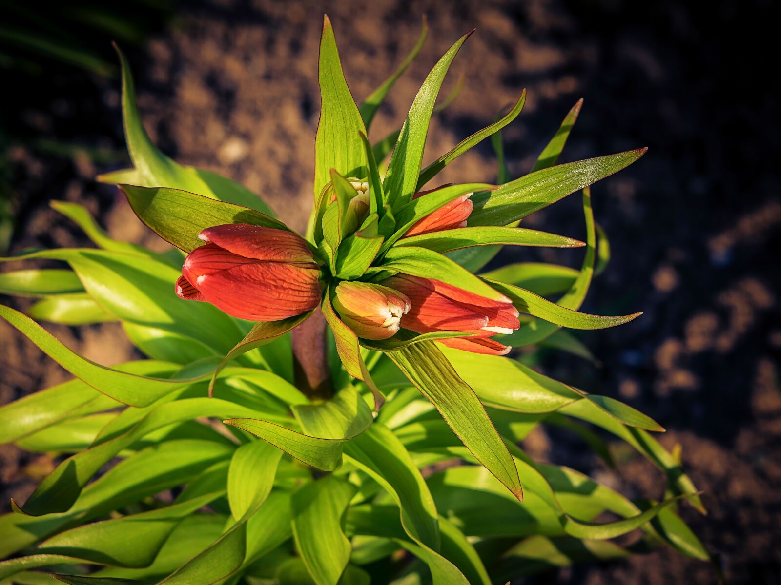 Nikon D3300 sample photo. Flower, plant, nature photography