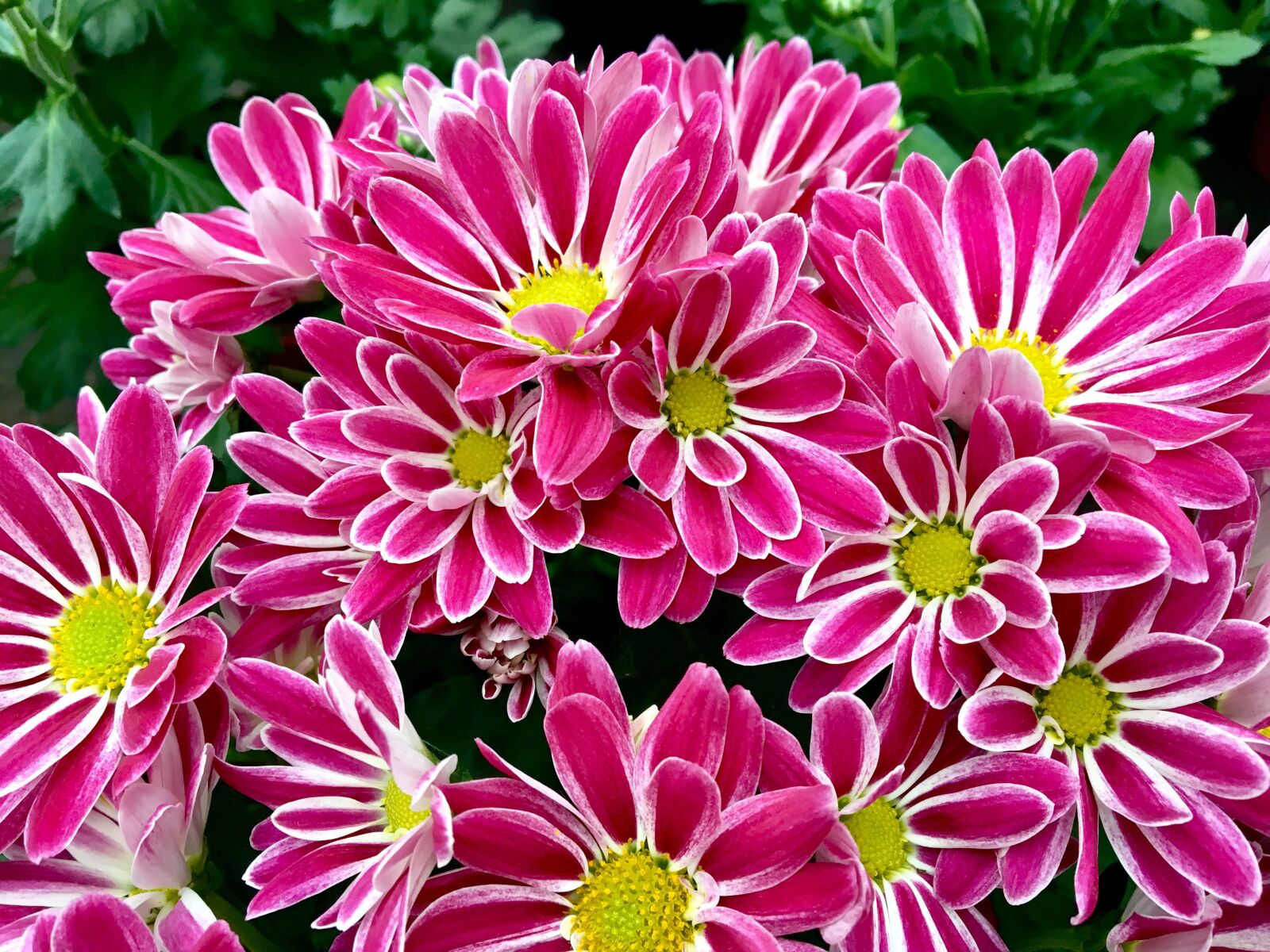 Apple iPhone 6s sample photo. Flower, pink, chrysanthemum photography