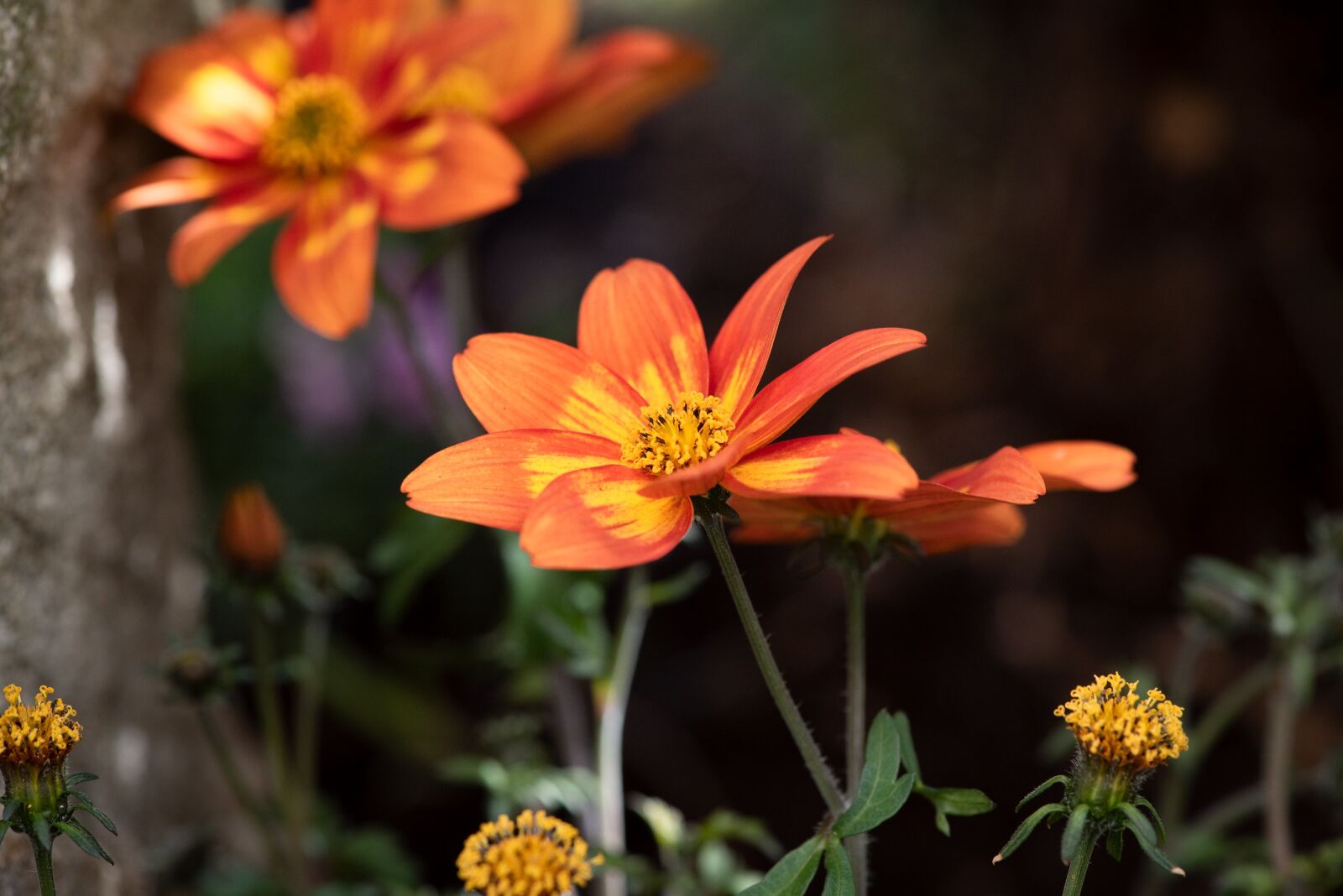 Nikon D750 sample photo. Flowers, orange, garden photography