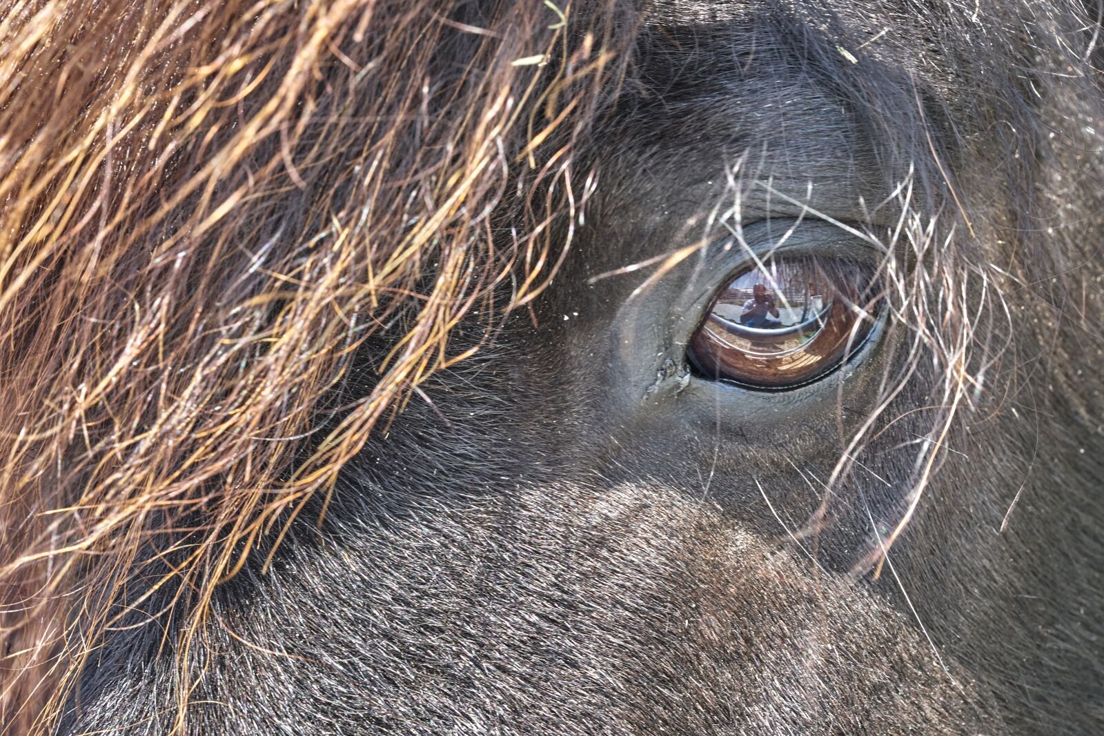 Sony FE 90mm F2.8 Macro G OSS sample photo. Pony, horse, eye photography