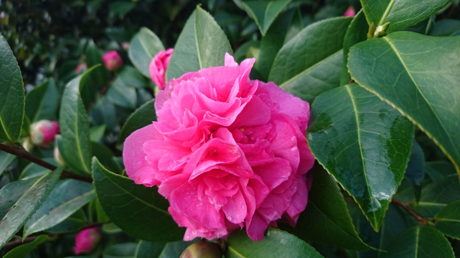 Sony Xperia Z5 sample photo. Camellia, debbie, flowering photography
