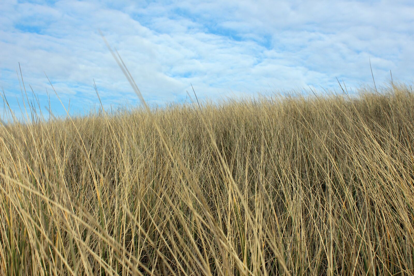 Canon EOS 650D (EOS Rebel T4i / EOS Kiss X6i) sample photo. Landscape, dune, north sea photography