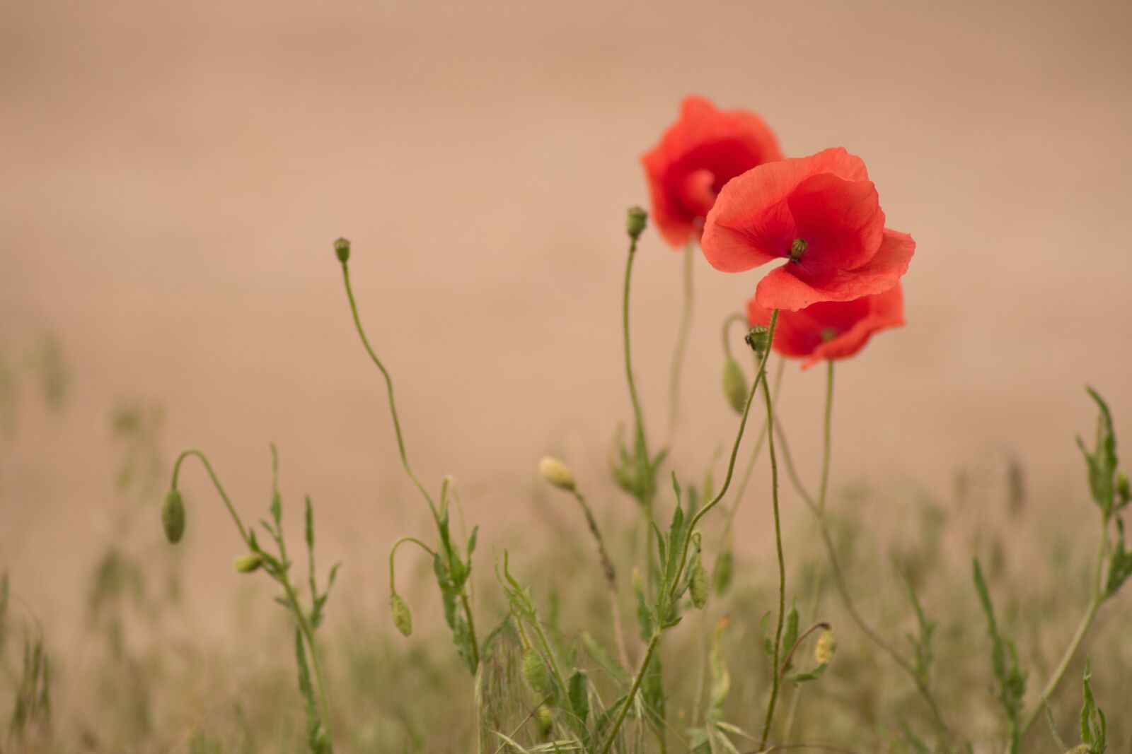 Nikon D5600 sample photo. Poppy, flower, nature photography