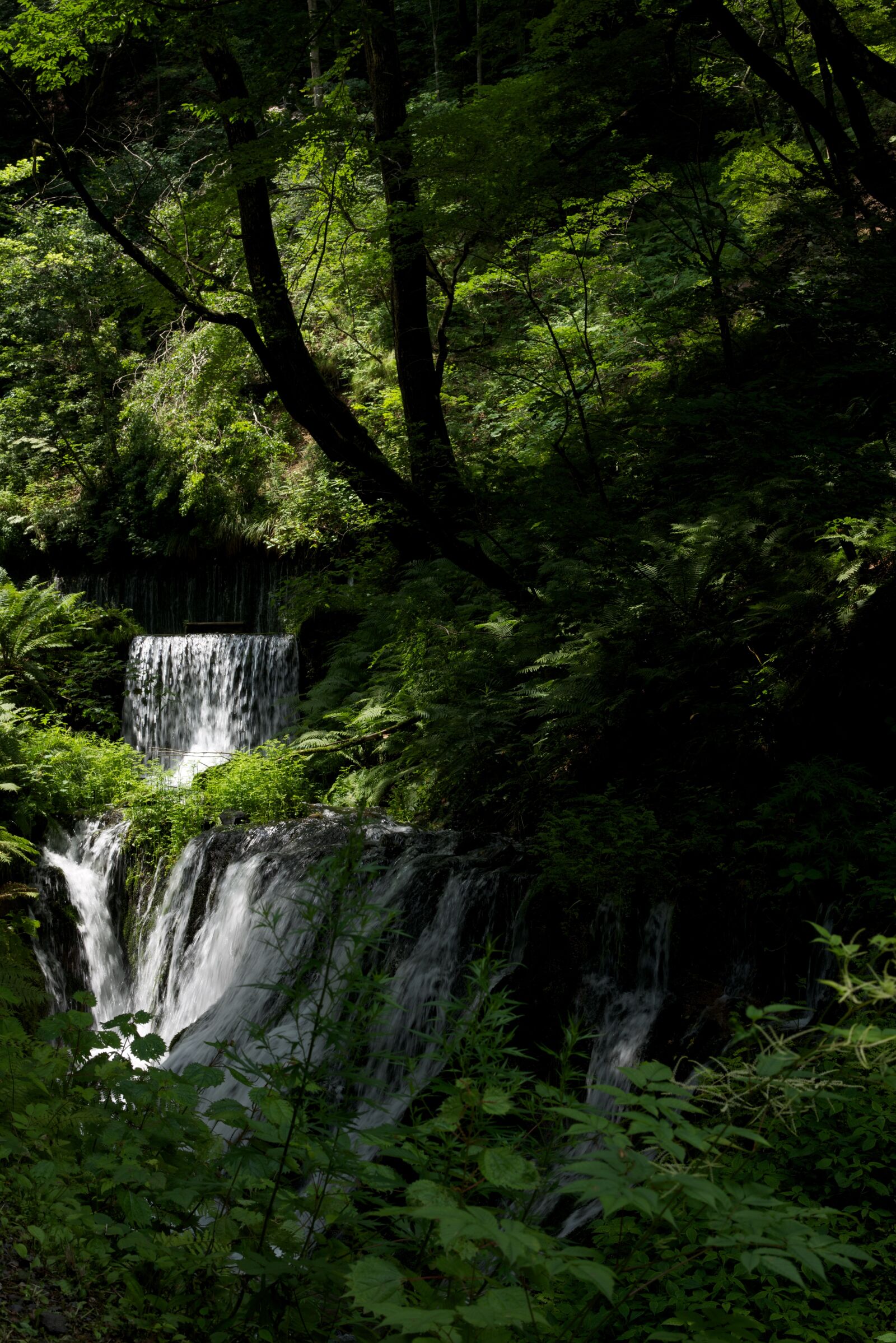 Nikon D800E sample photo. Fall, green, natural photography
