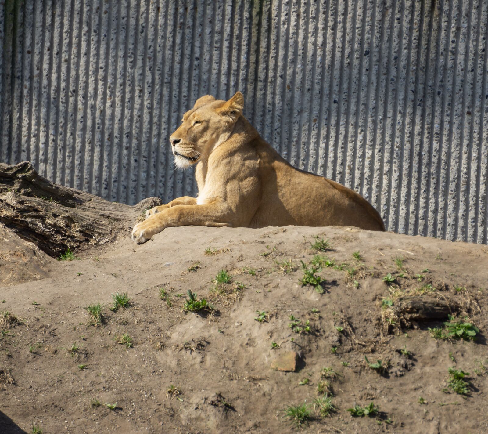 Sony a6000 sample photo. Animal world, cat, mammal photography