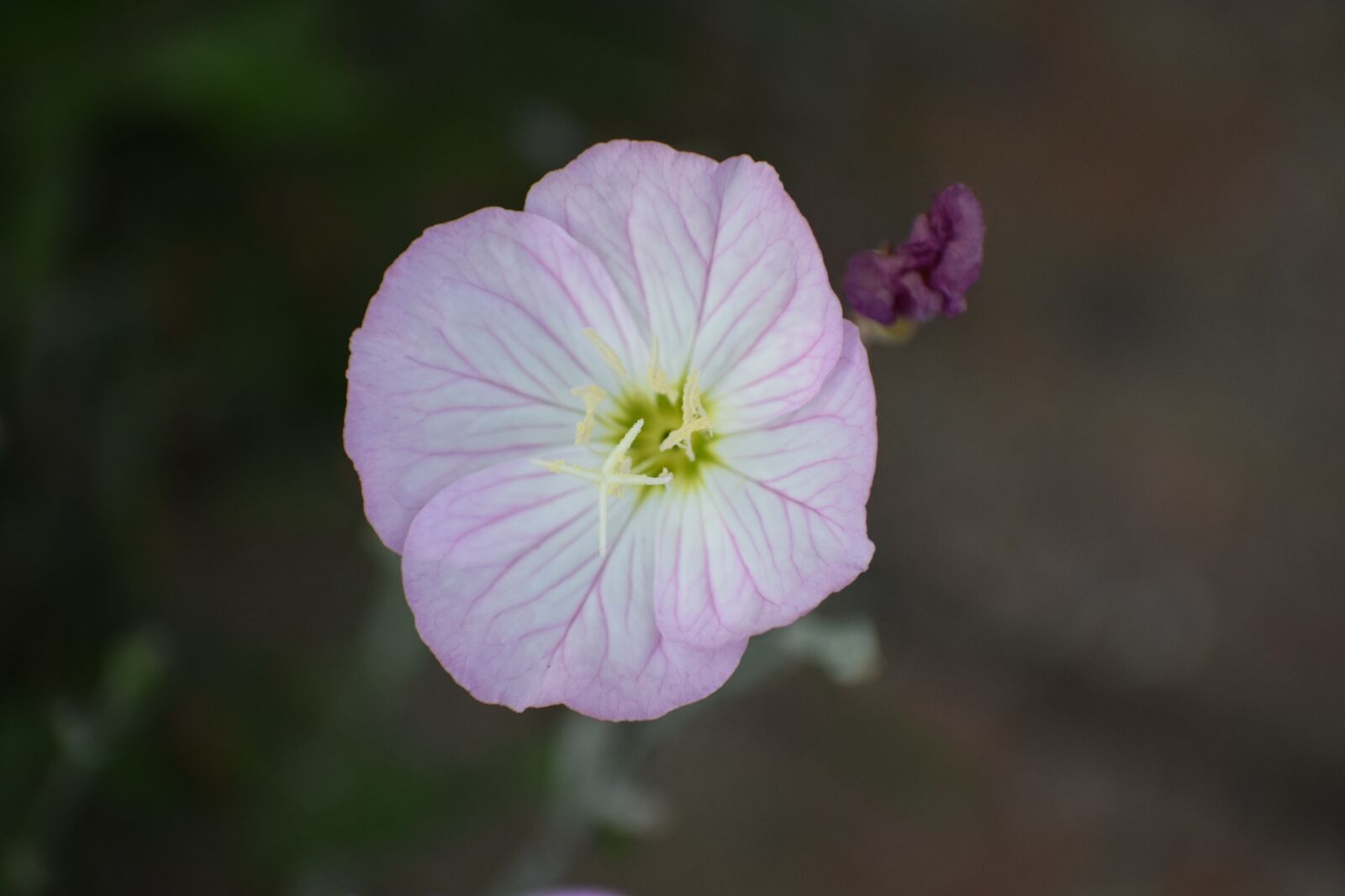 Nikon D5300 sample photo. Flower, macro, floral photography