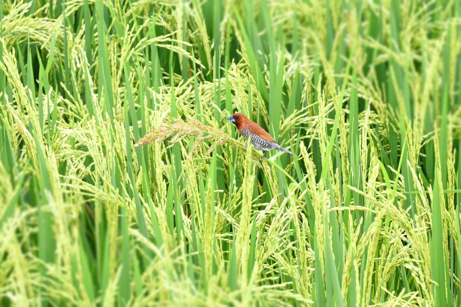 Nikon D750 sample photo. Ubud, bali, indonesia photography