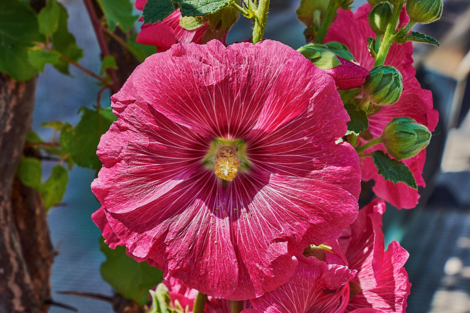 Nikon D7200 sample photo. Bell, red, garden photography