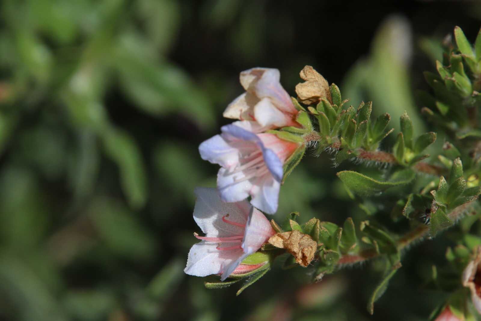 Canon EOS 7D Mark II sample photo. Cape, town, flower, fynbos photography