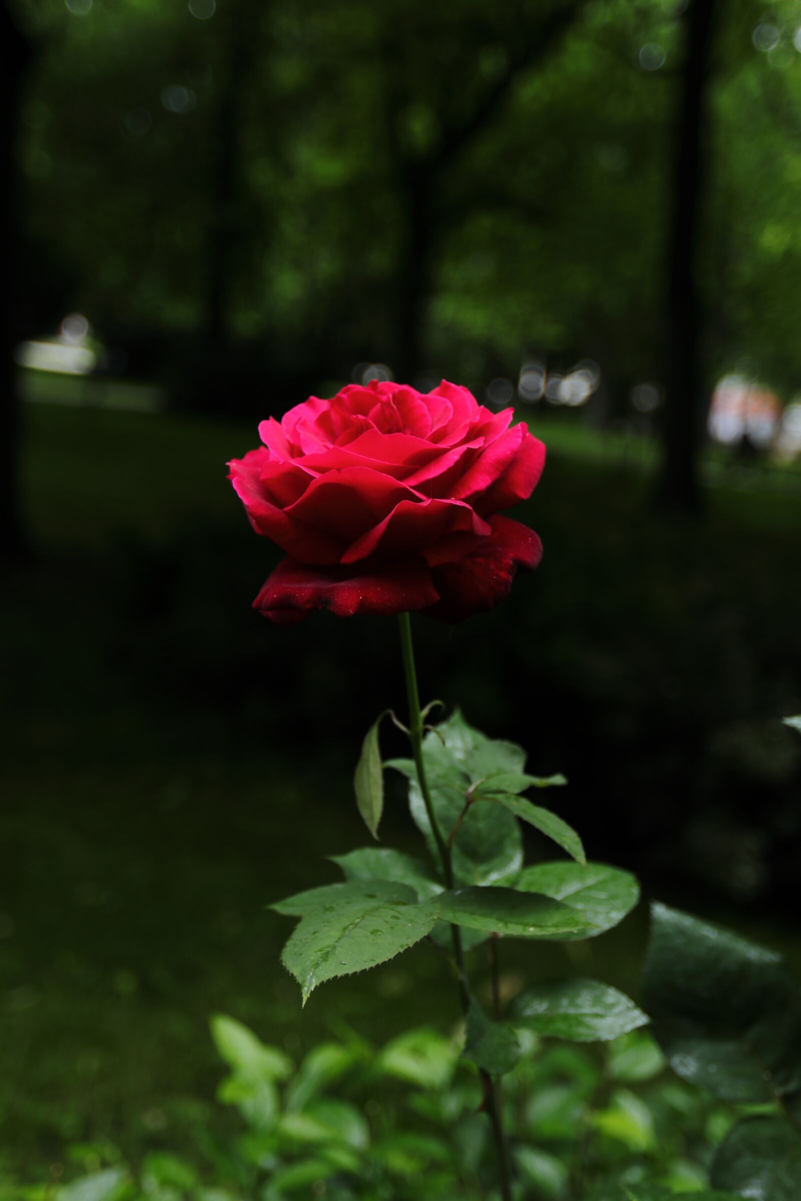 Canon EF 16-35mm F2.8L II USM sample photo. Rose, red rose, flower photography