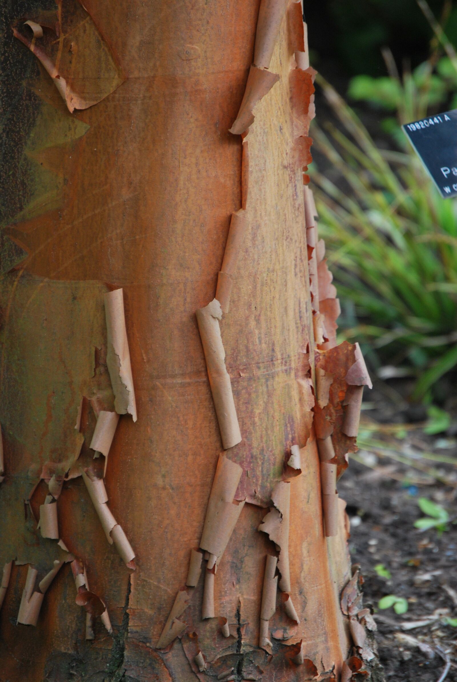 Nikon D60 sample photo. Tree, peeling, release photography