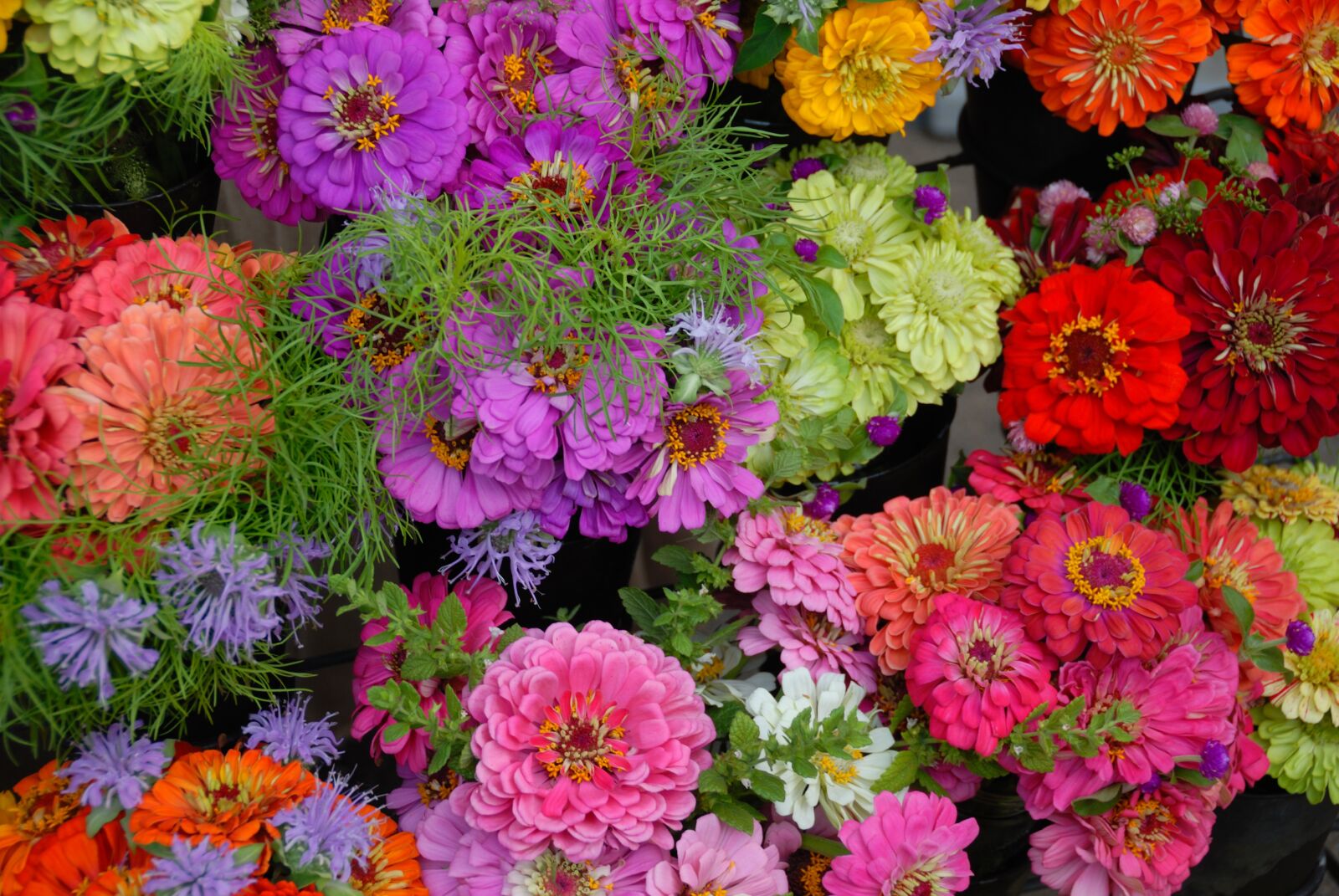 Nikon D200 sample photo. Gerber daisies, colorful, vibrant photography