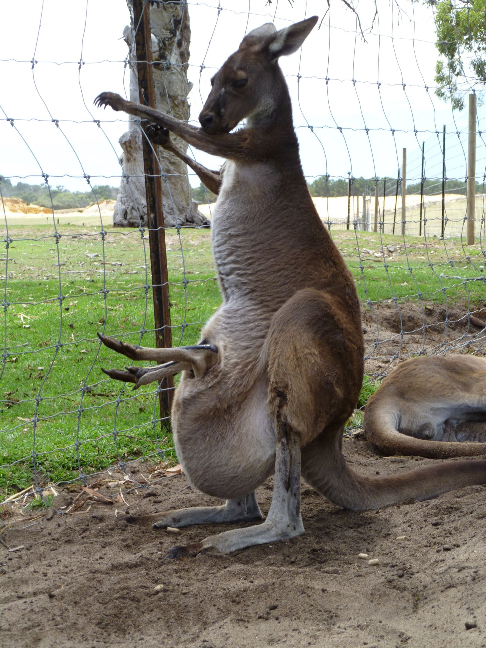 Panasonic DMC-FH20 sample photo. Kangaroo, joey, australia photography