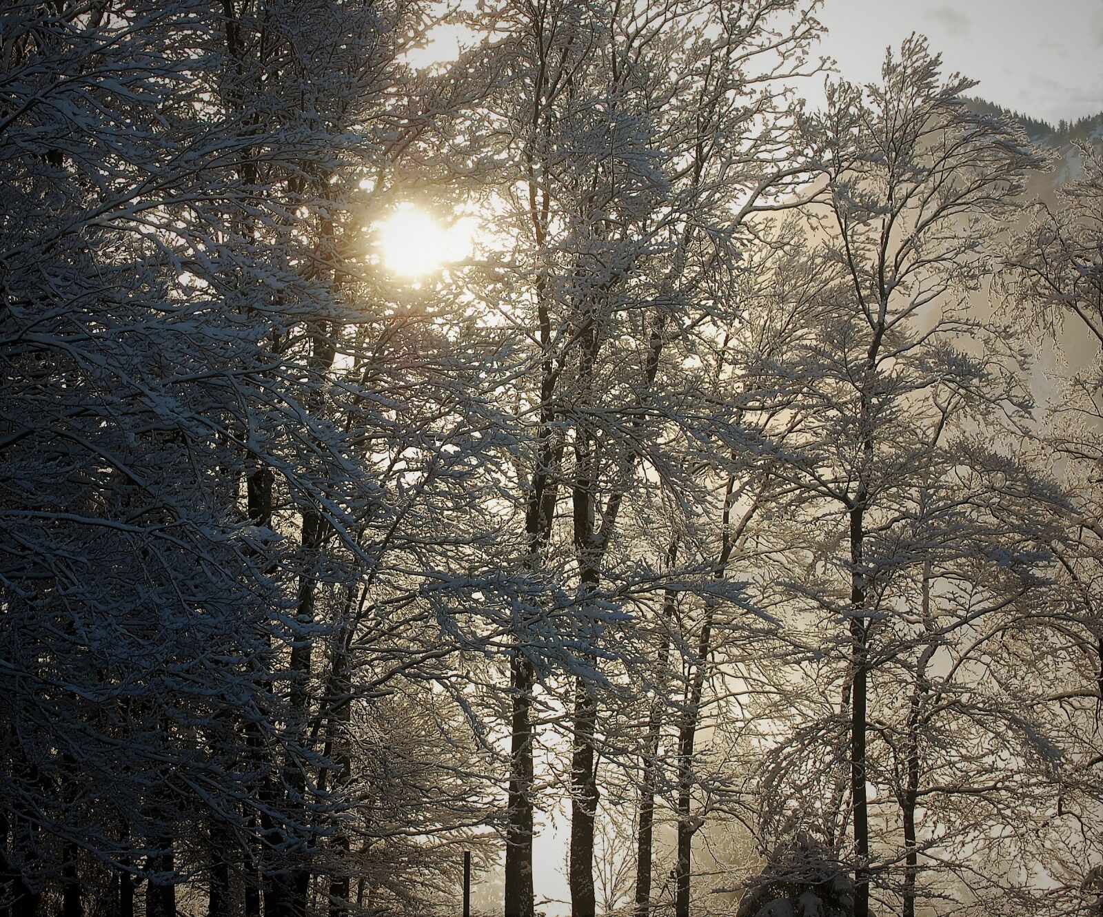 Nikon D40 sample photo. Winter, trees, sun photography