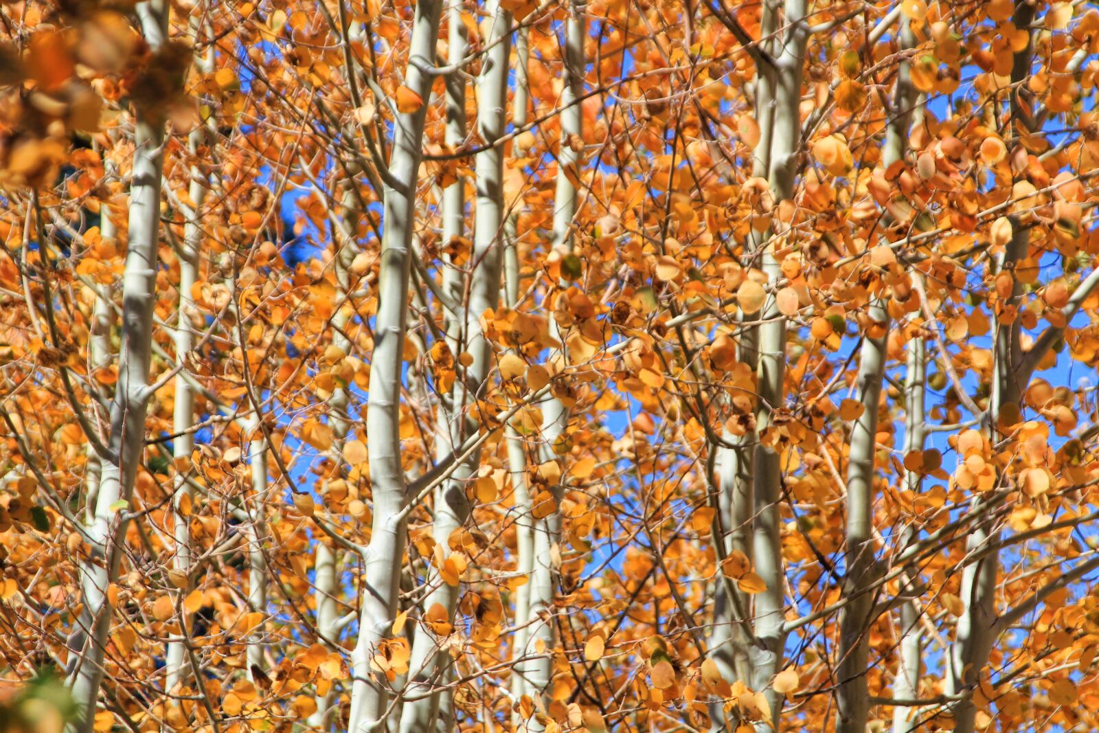 Canon EOS 550D (EOS Rebel T2i / EOS Kiss X4) sample photo. Autumn, leaves, fall photography