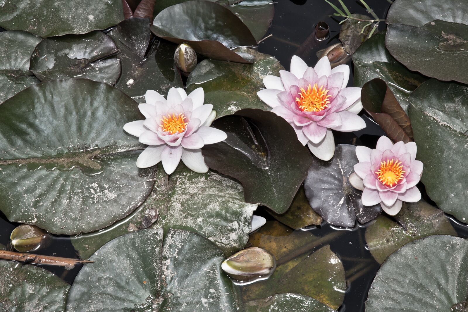 Canon EOS 5D Mark II sample photo. Water lily, pools, flower photography