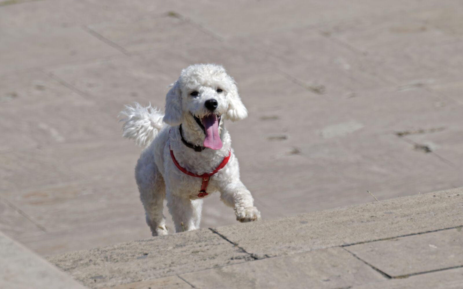 Nikon D5300 sample photo. Dog, pet, the dog photography