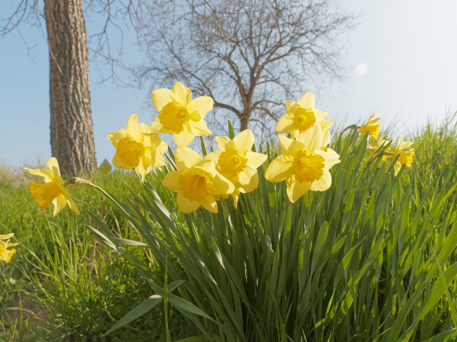 Olympus OM-D E-M1 + Olympus M.Zuiko Digital ED 12-40mm F2.8 Pro sample photo. Daffodils, narcissus, flowers photography